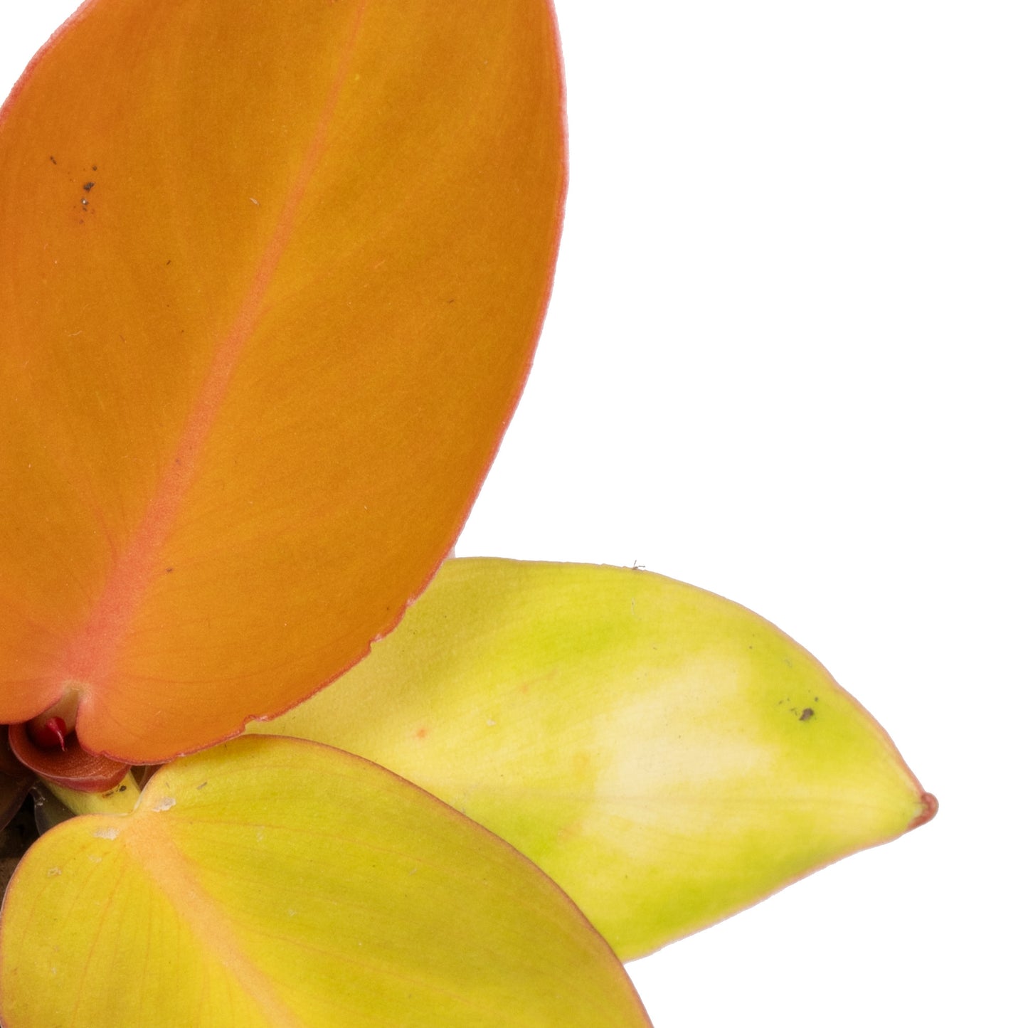 Baby Plants - Philodendron Orange