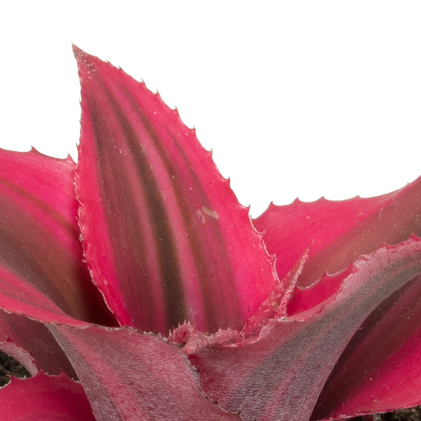 Baby Plants - Cryptanthus Ruby Star