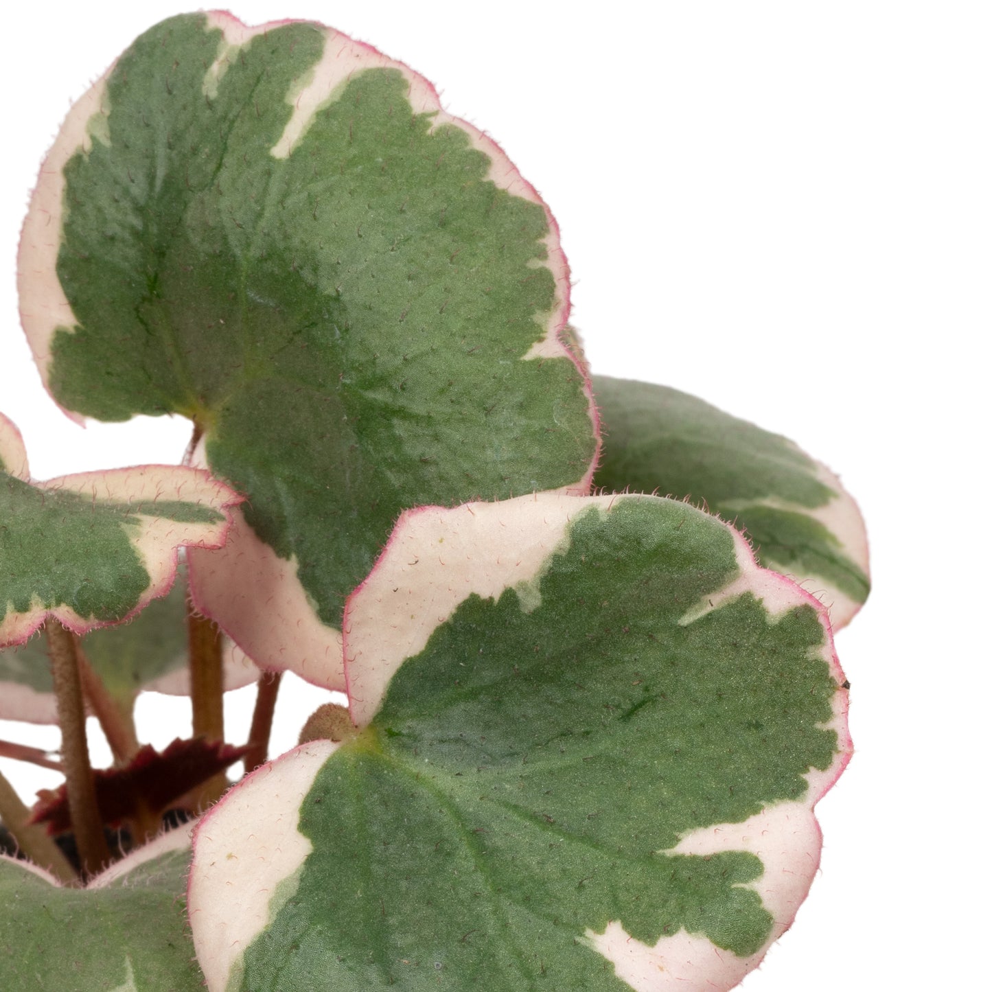 Baby Plants - Saxifraga Variegata
