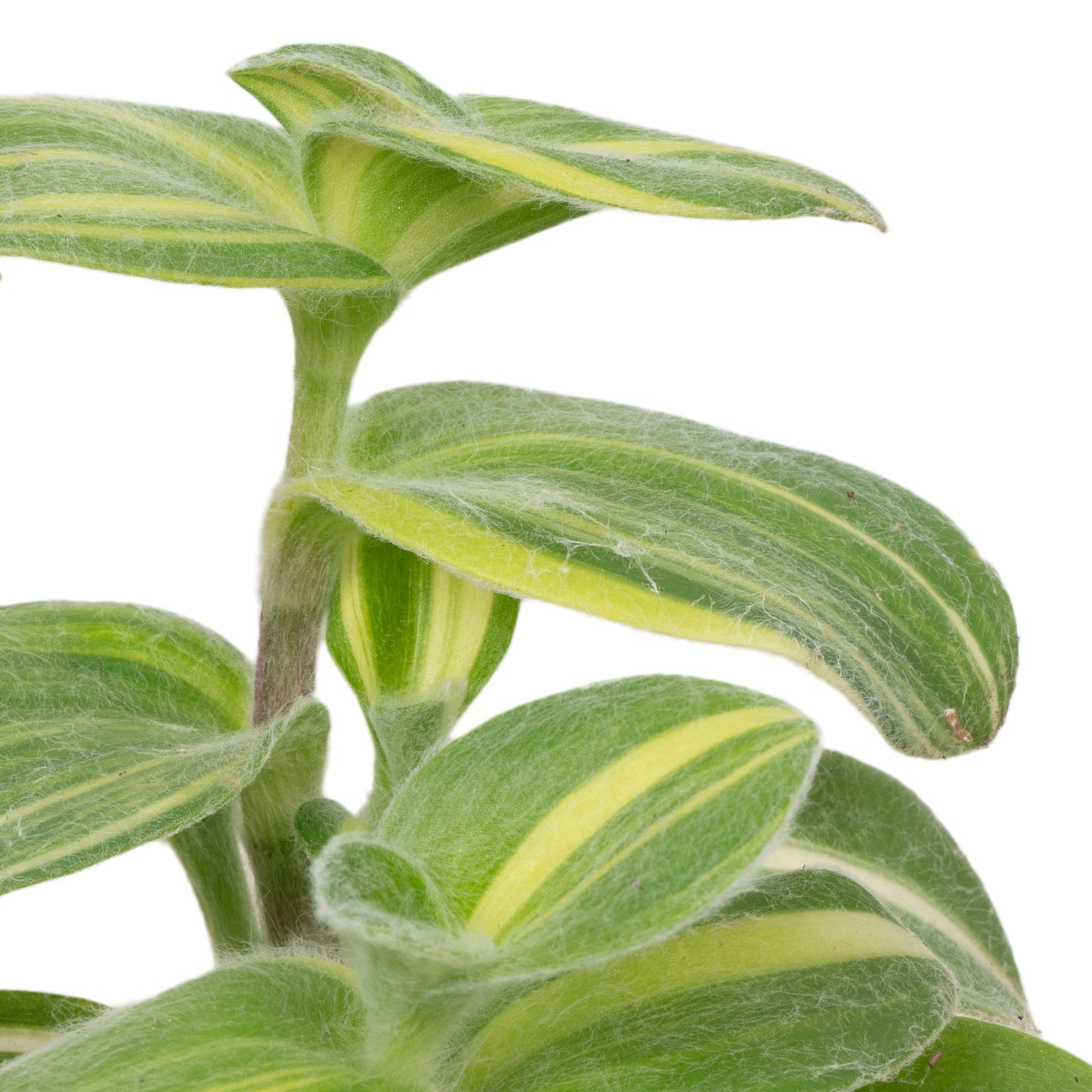 Baby Plants - Tradescantia Sillamontana Variegata