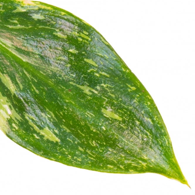 Baby Plants - Philodendron White Princess