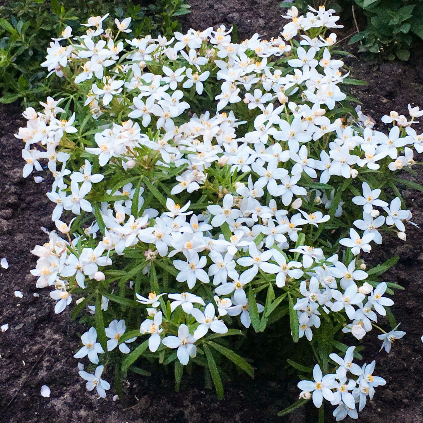 Choisya Scented Gem