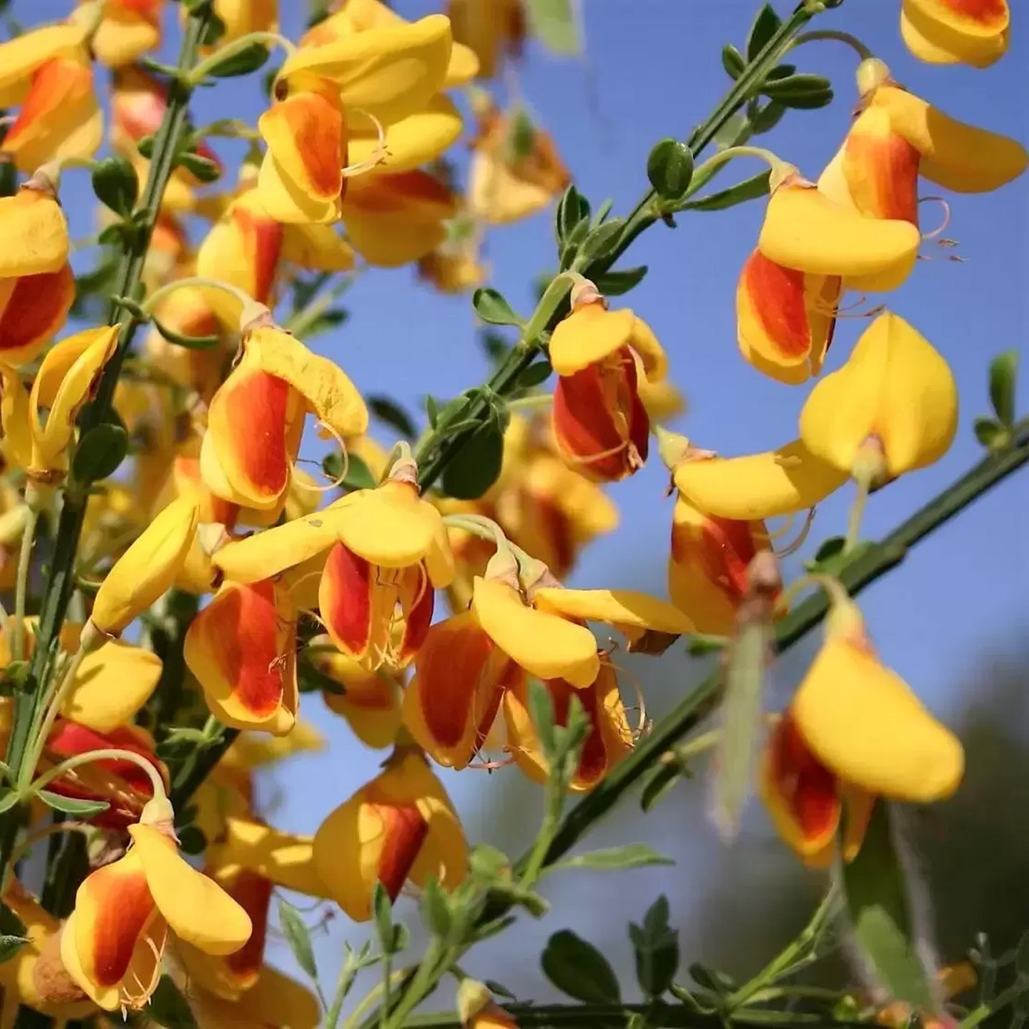 Cytisus Splendens