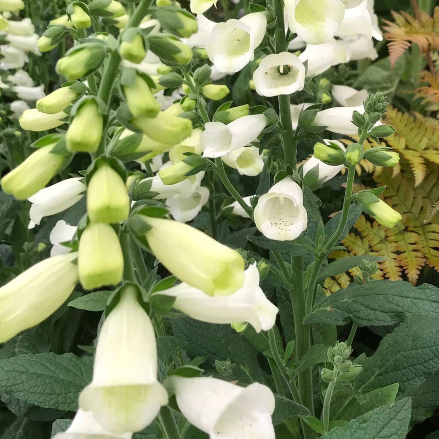 Digitalis Lucas White