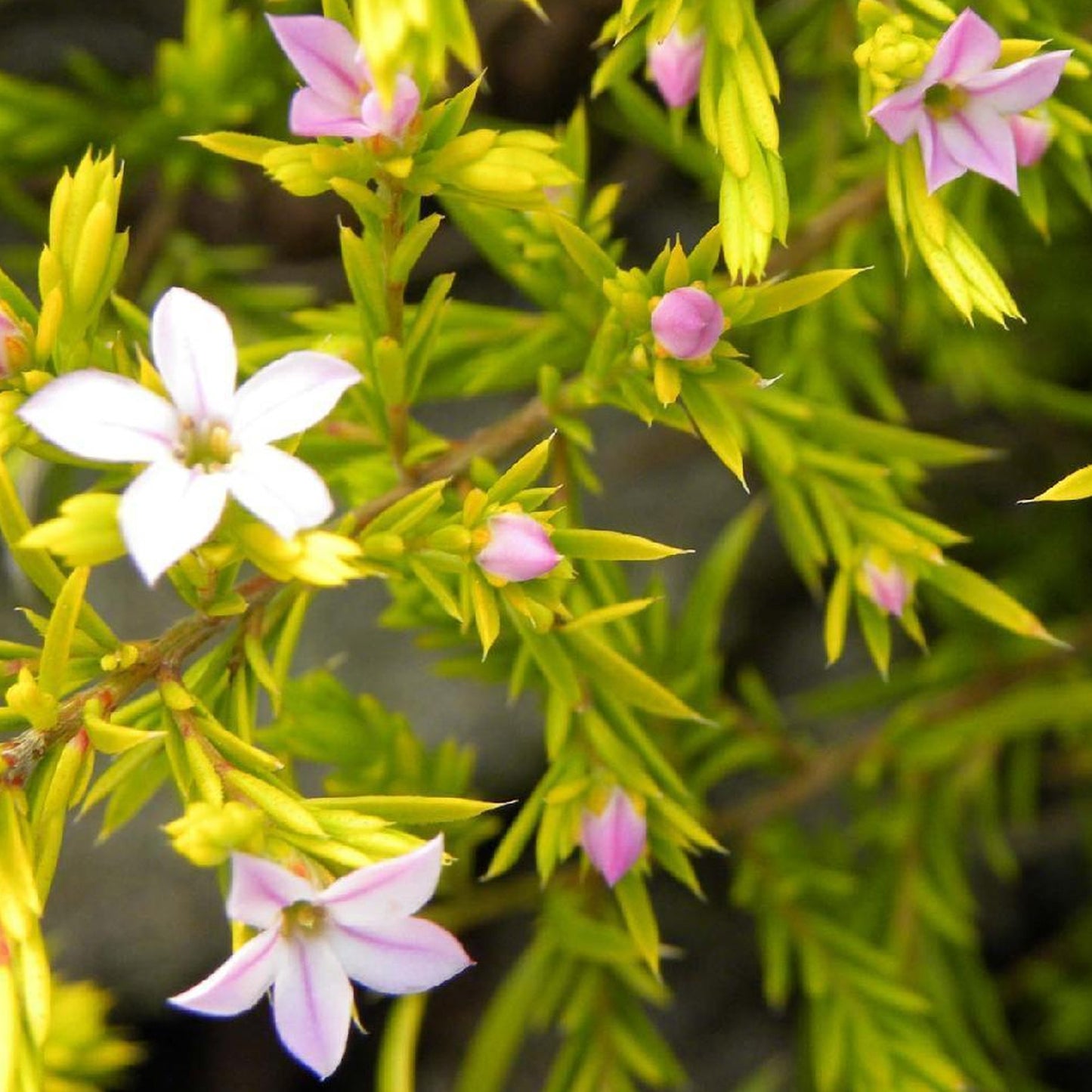 Diosma Sunset Gold
