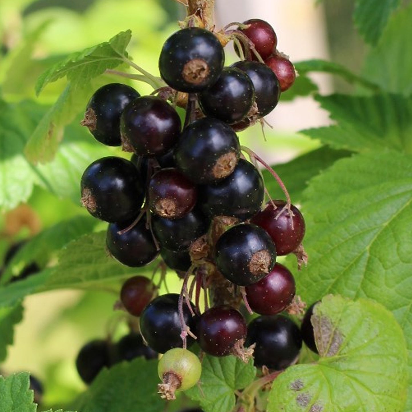 Blackcurrant Little Black Sugar