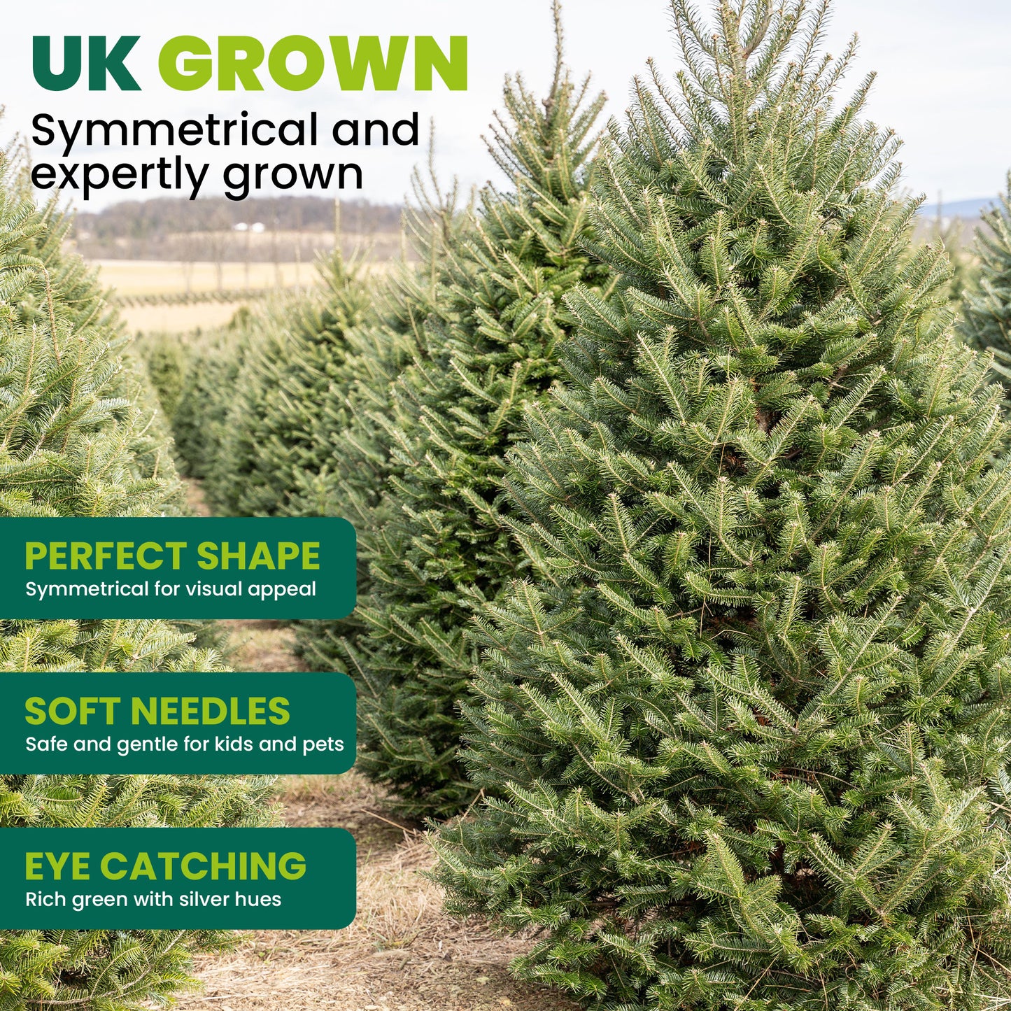Fraser Fir Pot Grown Christmas Trees