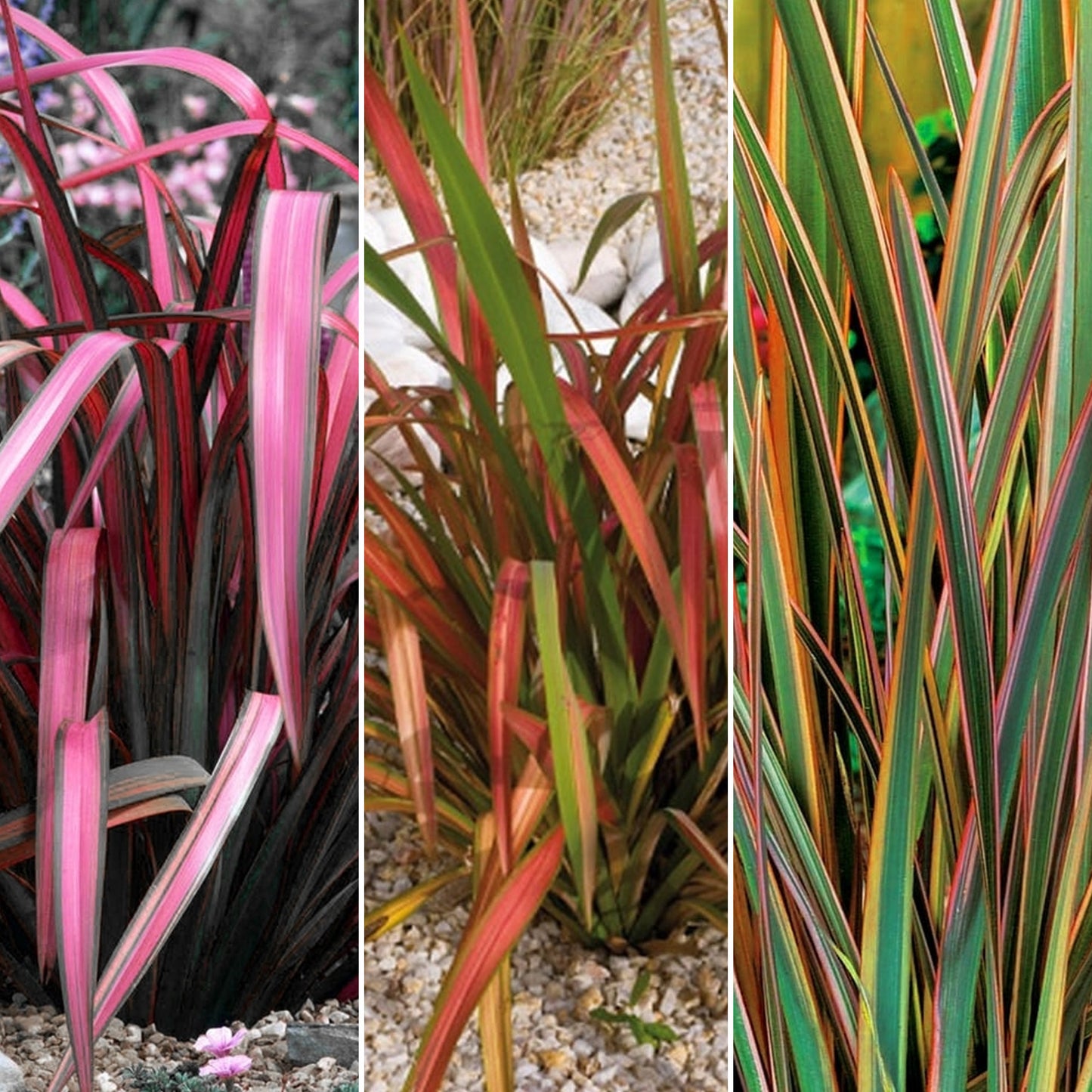 Phormium Mix (9cm, Pack of 3)