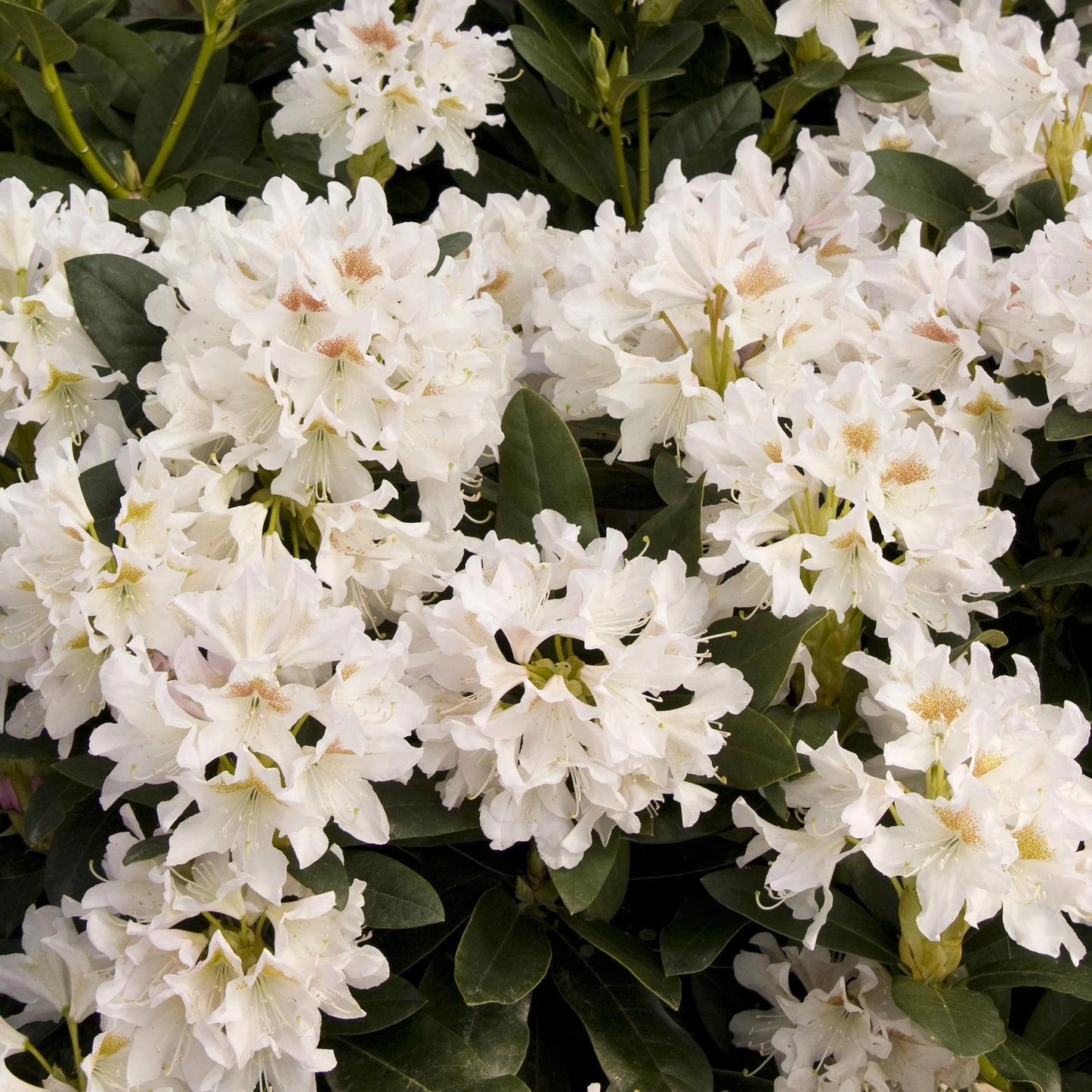 Rhododendron Cunninghams White