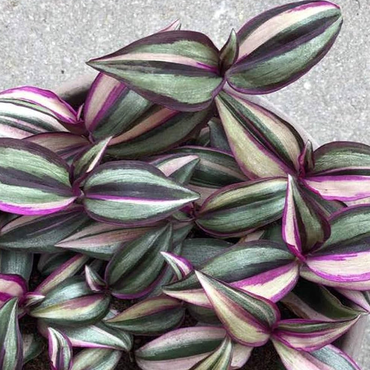Tradescantia Quadricolor