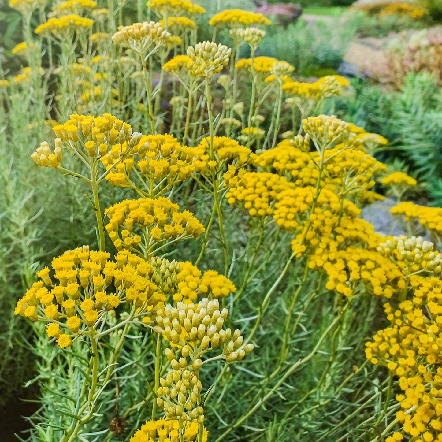 Herbs - Curry Plant, Helichrysum Italicum