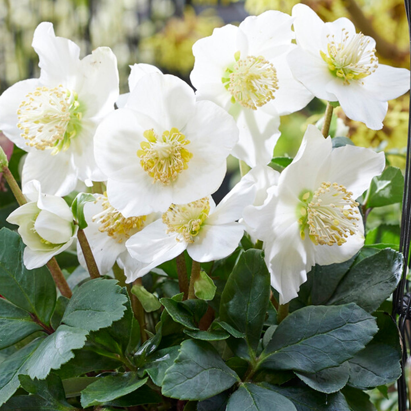 Helleborus Christmas Carol