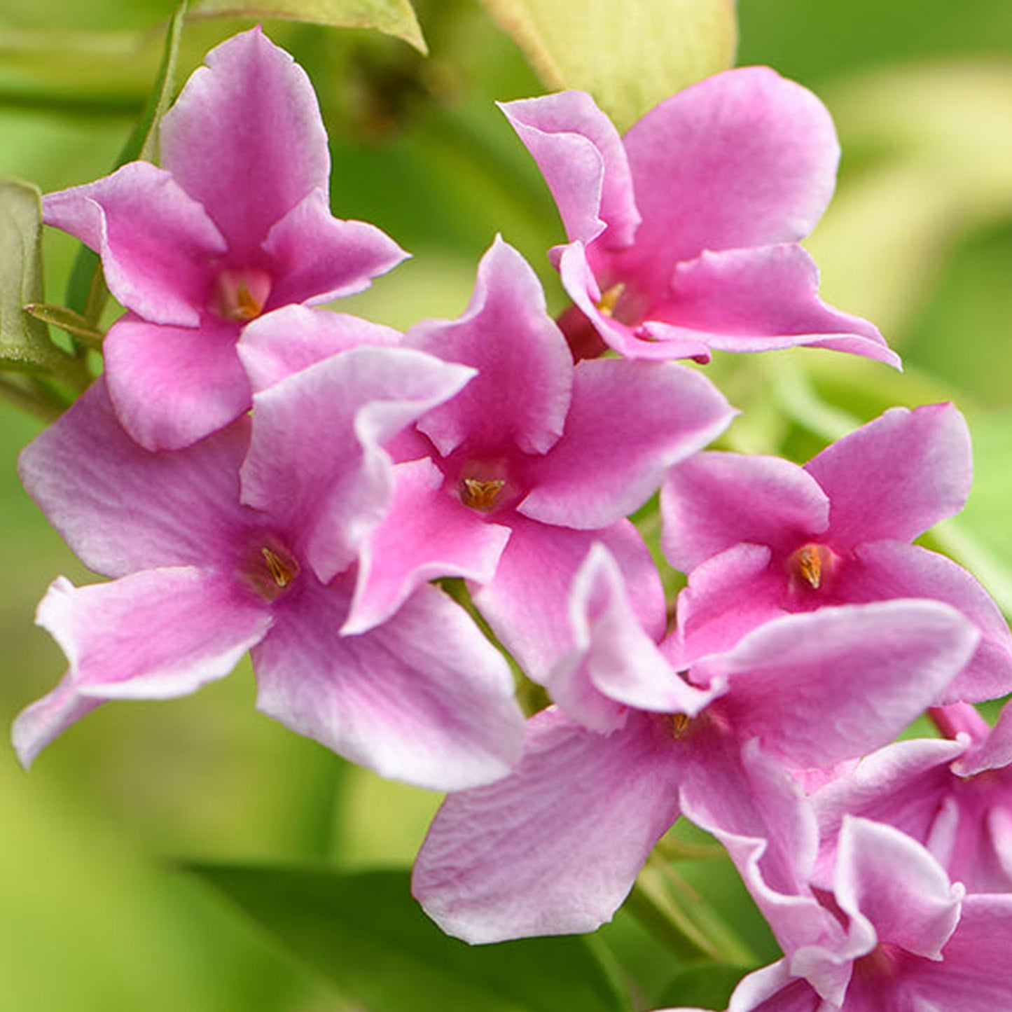 Jasminum Starry Starry Summer Scent