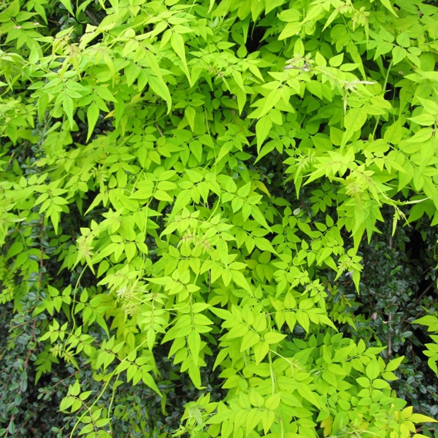 Jasminum Sunbeam