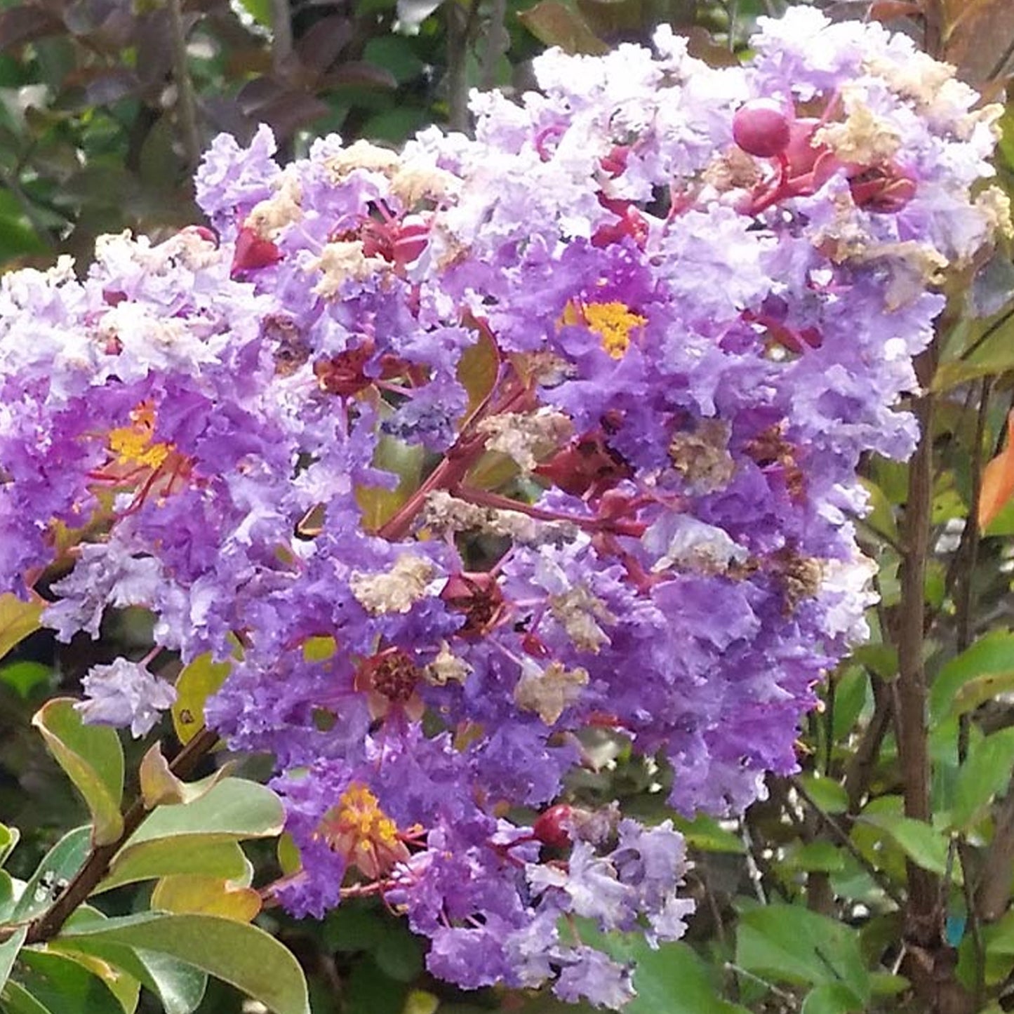 Lagerstroemia Cordon Bleu