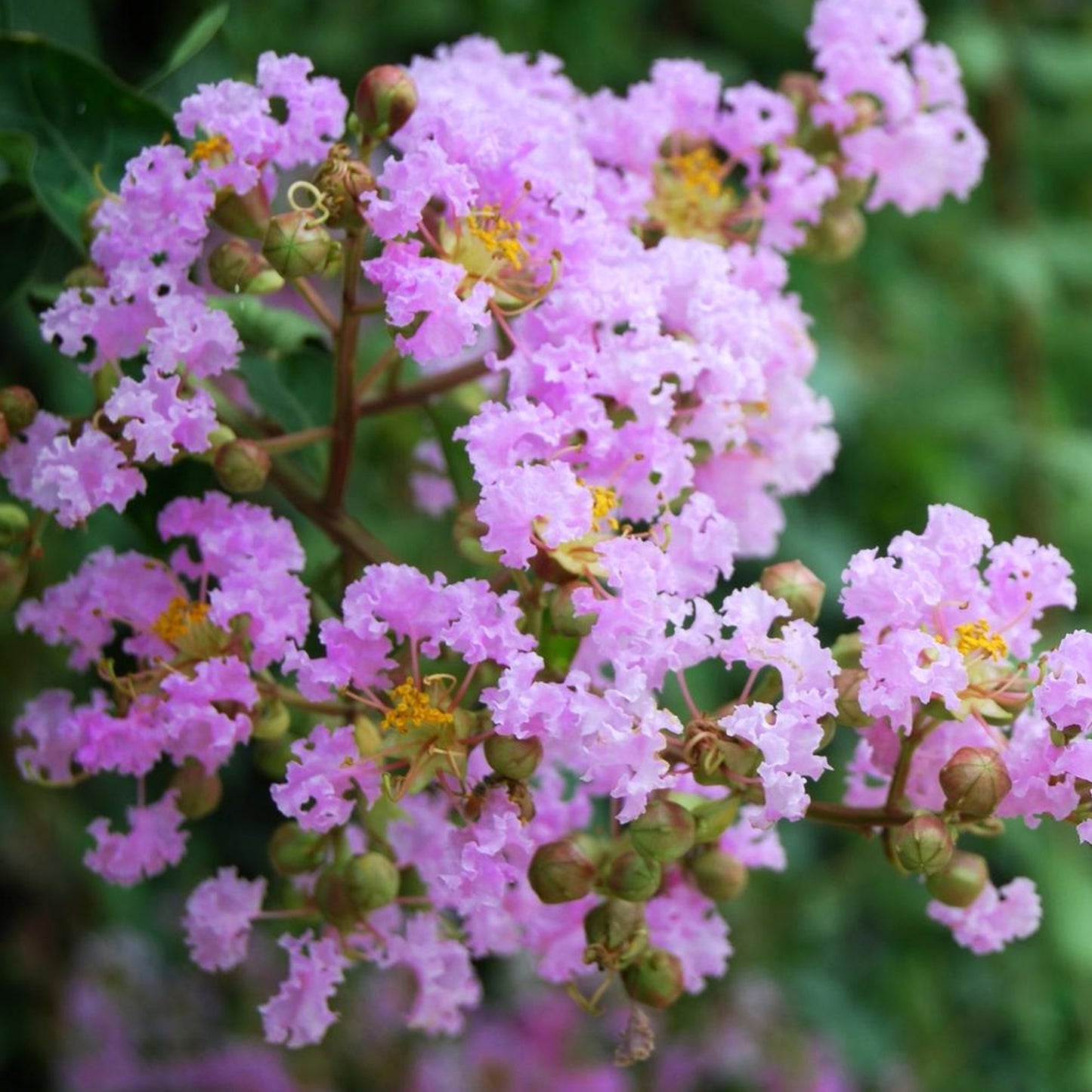 Lagerstroemia Muskogee