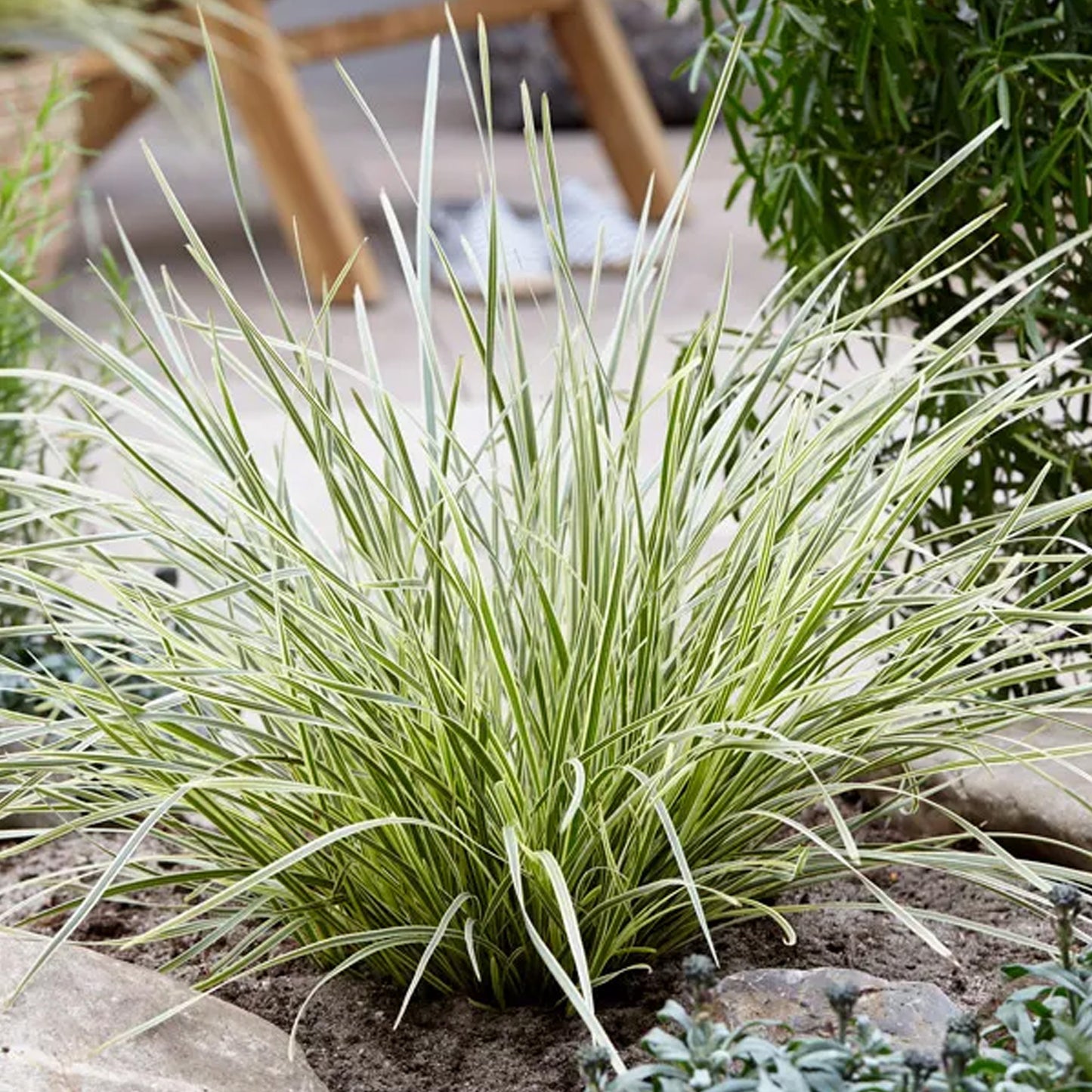 Lomandra White Sands
