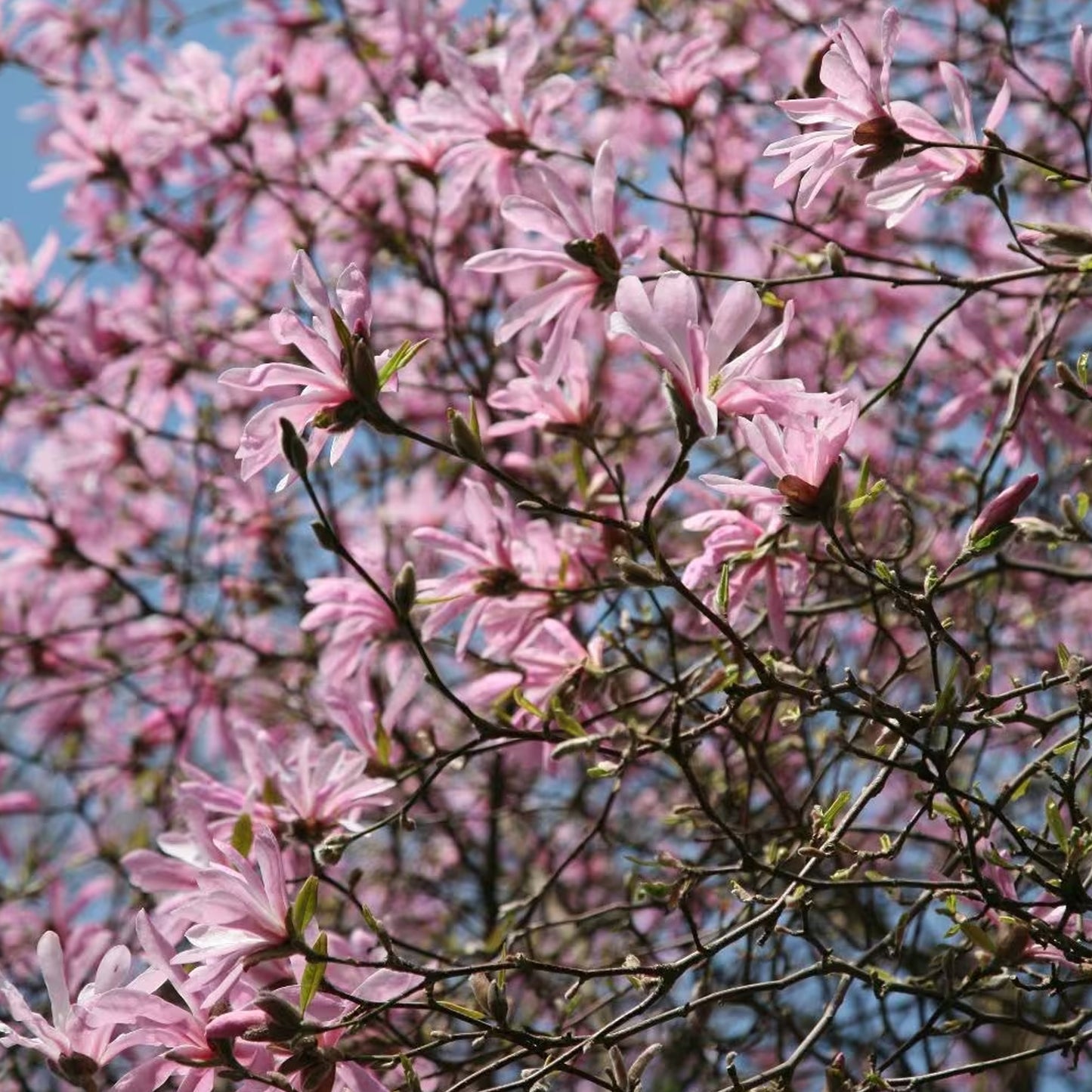 Magnolia Leonard Messel