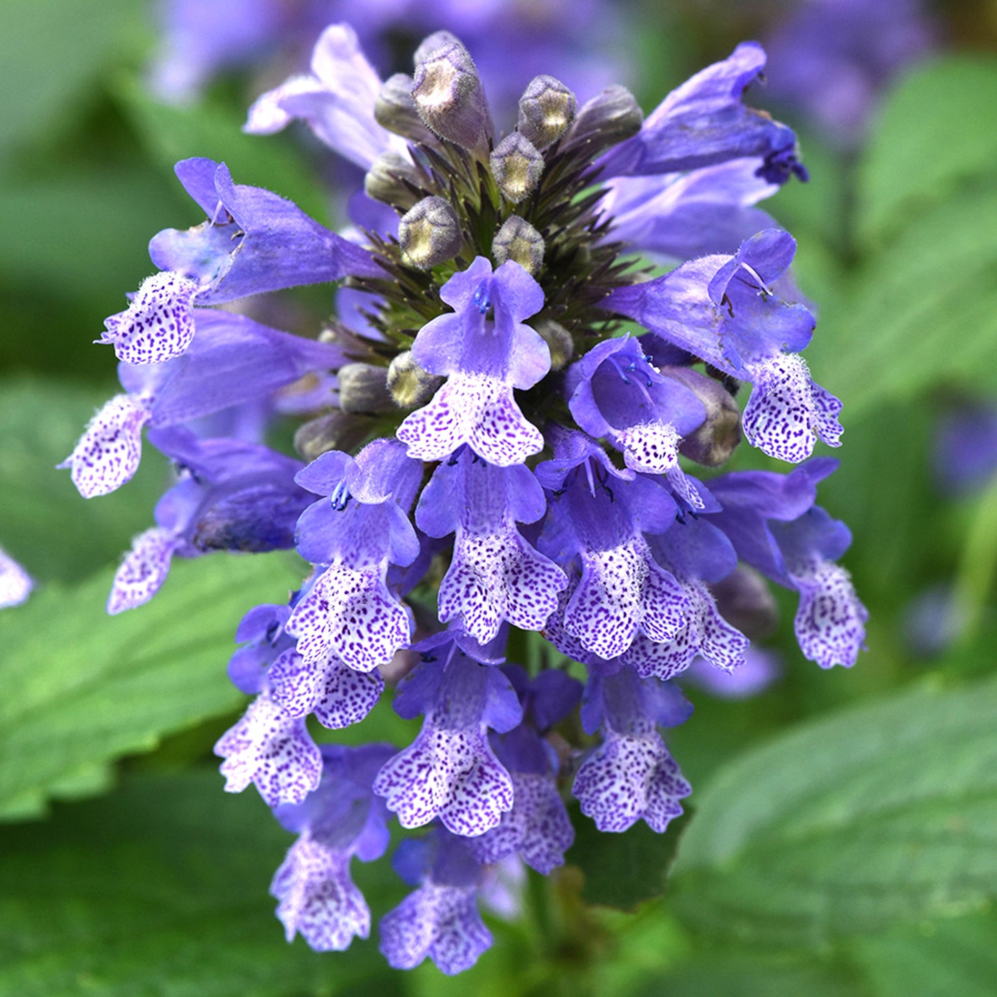 Nepeta Blue Prelude