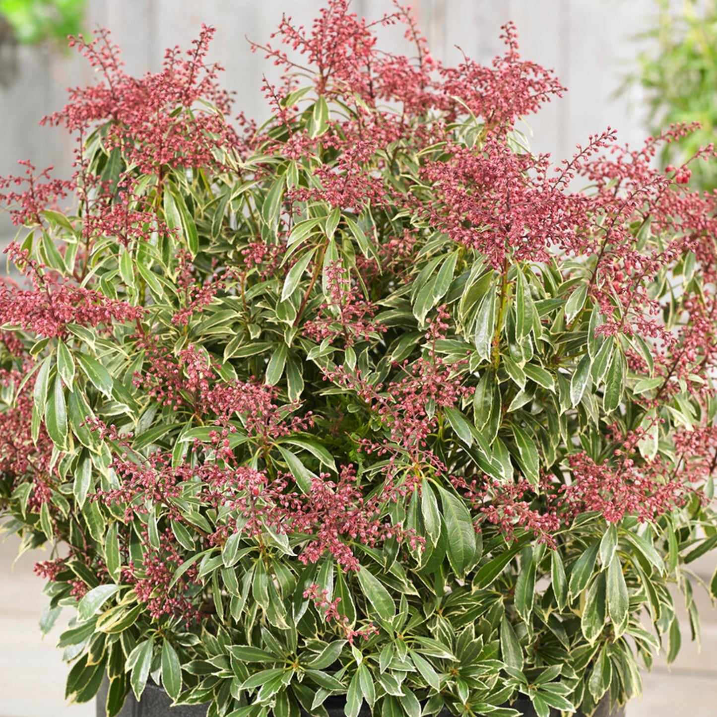 Pieris Polar Passion
