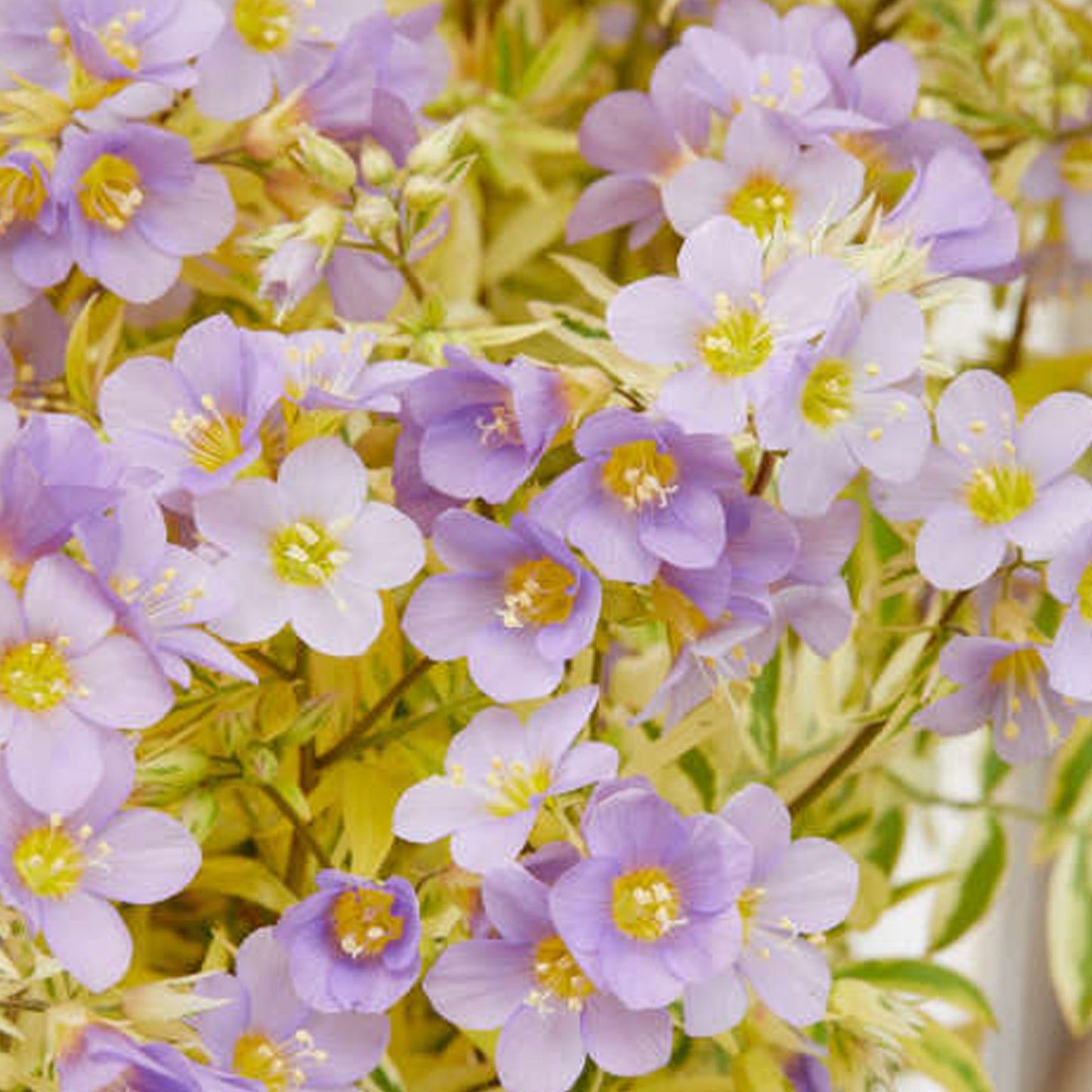 Polemonium Golden Feathers