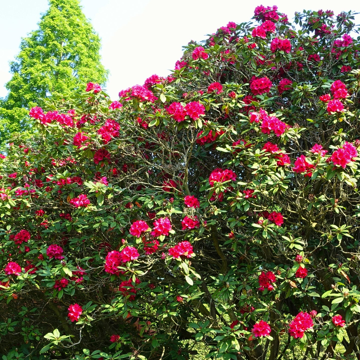 Rhododendron Lord Roberts