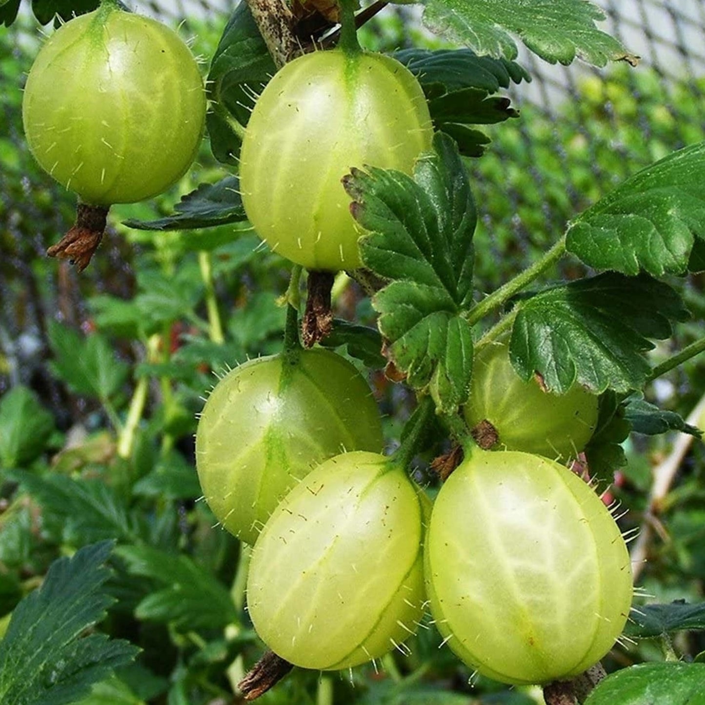 Gooseberry Ribes Invicta
