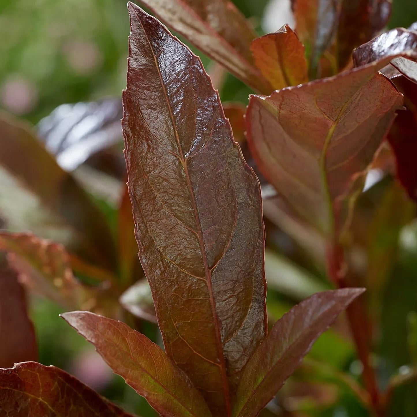 Viburnum Coppertop