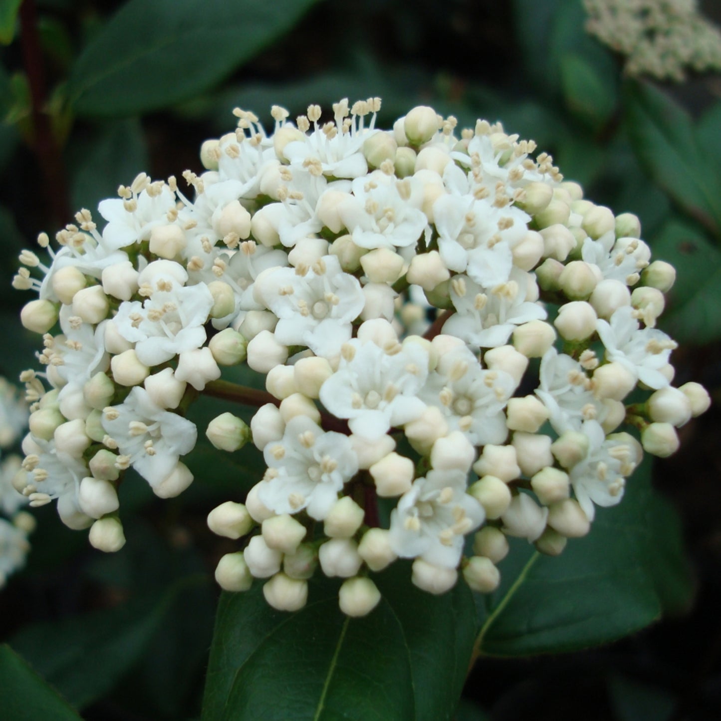Viburnum Secret Village Lisspurp