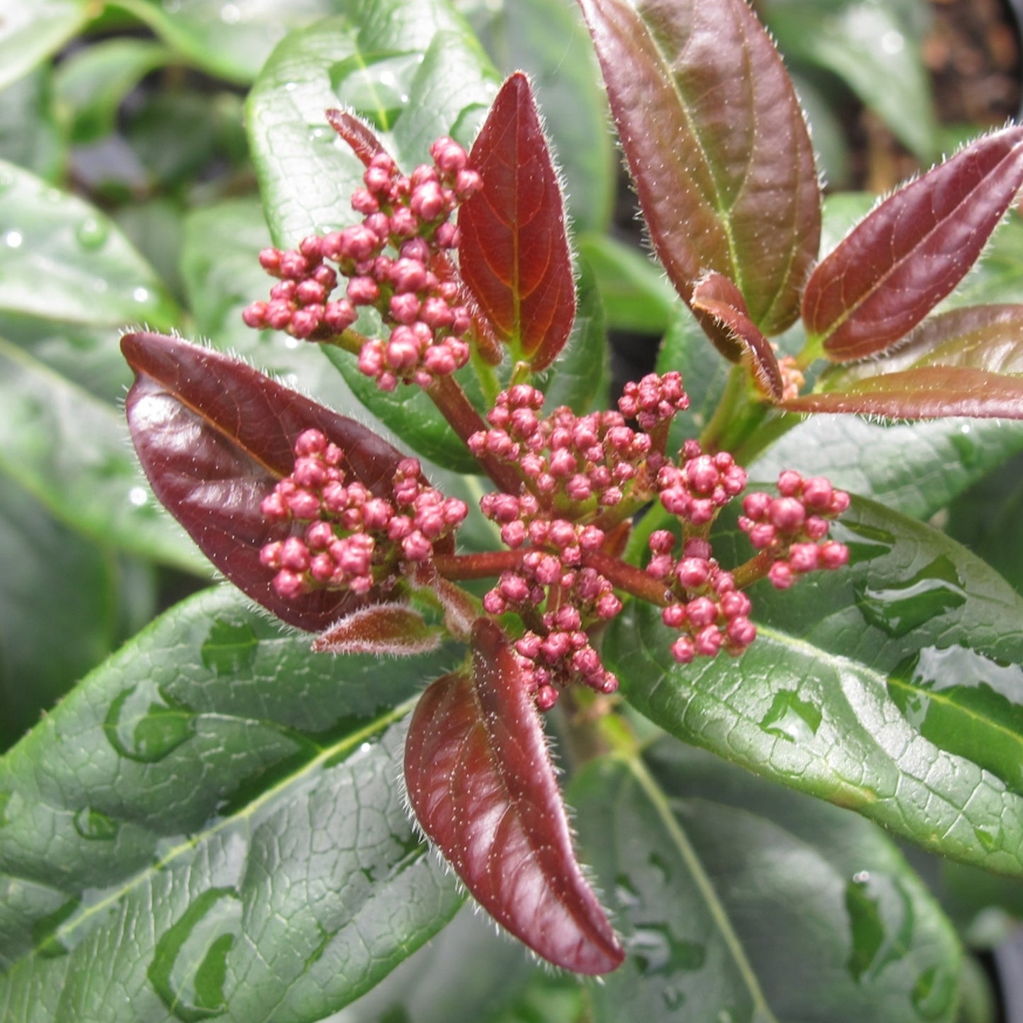 Viburnum Purpureum