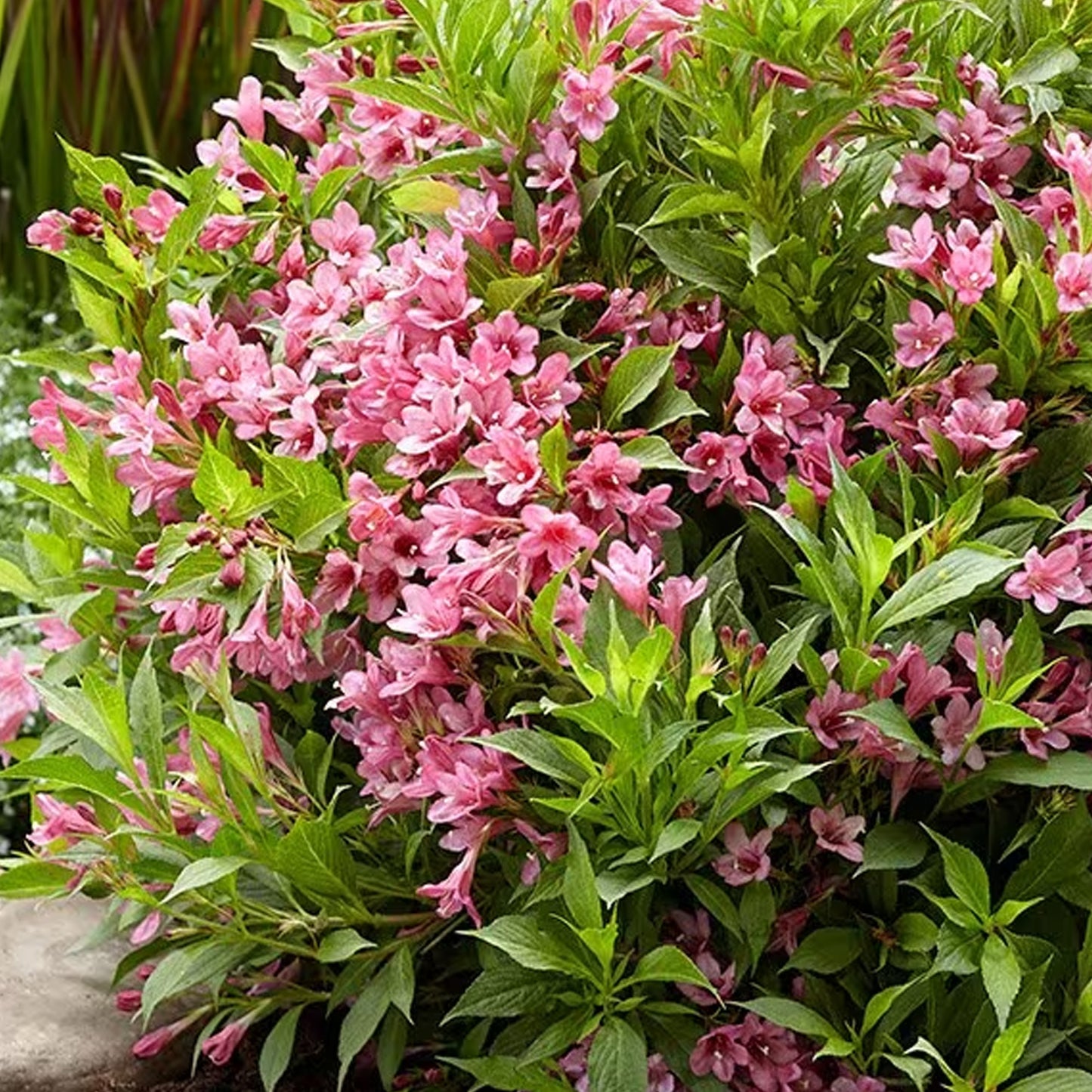 Weigela Picobella Rosa