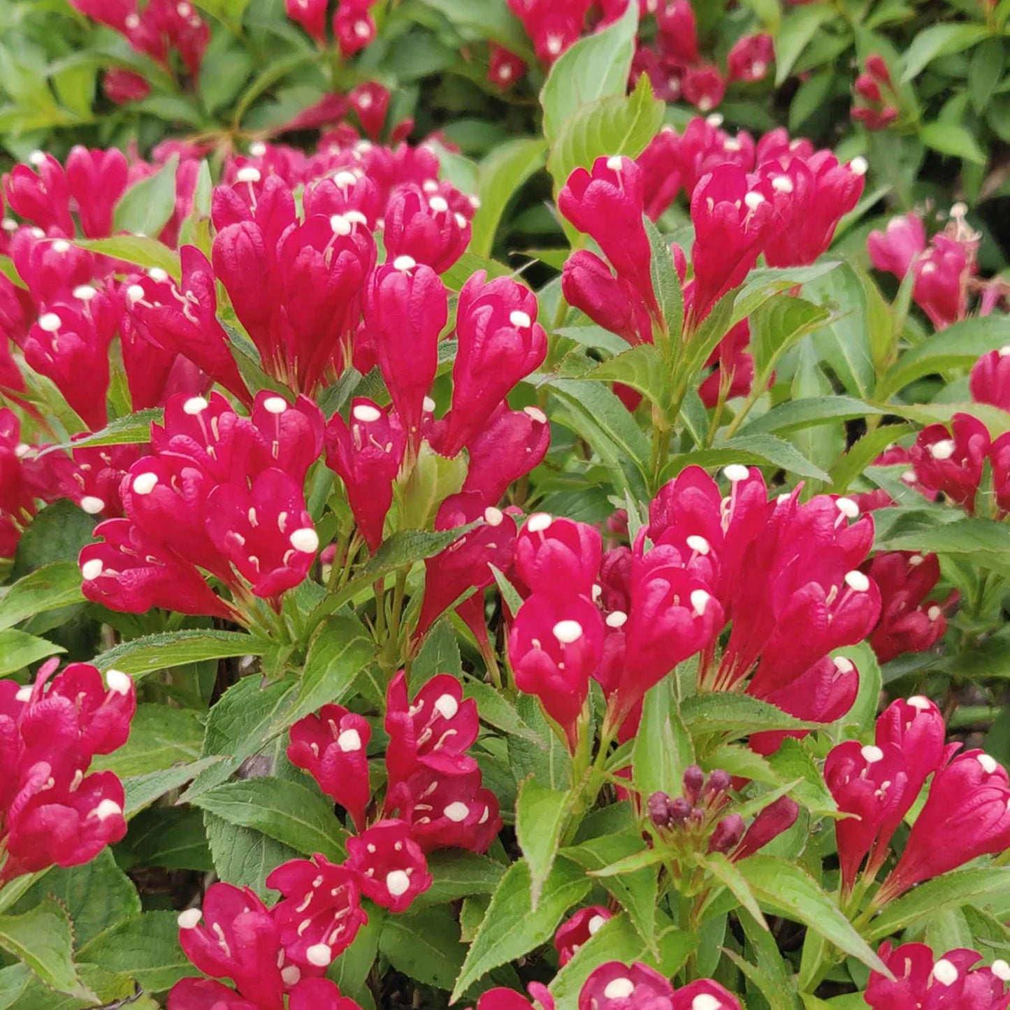 Weigela Picobella Rosso