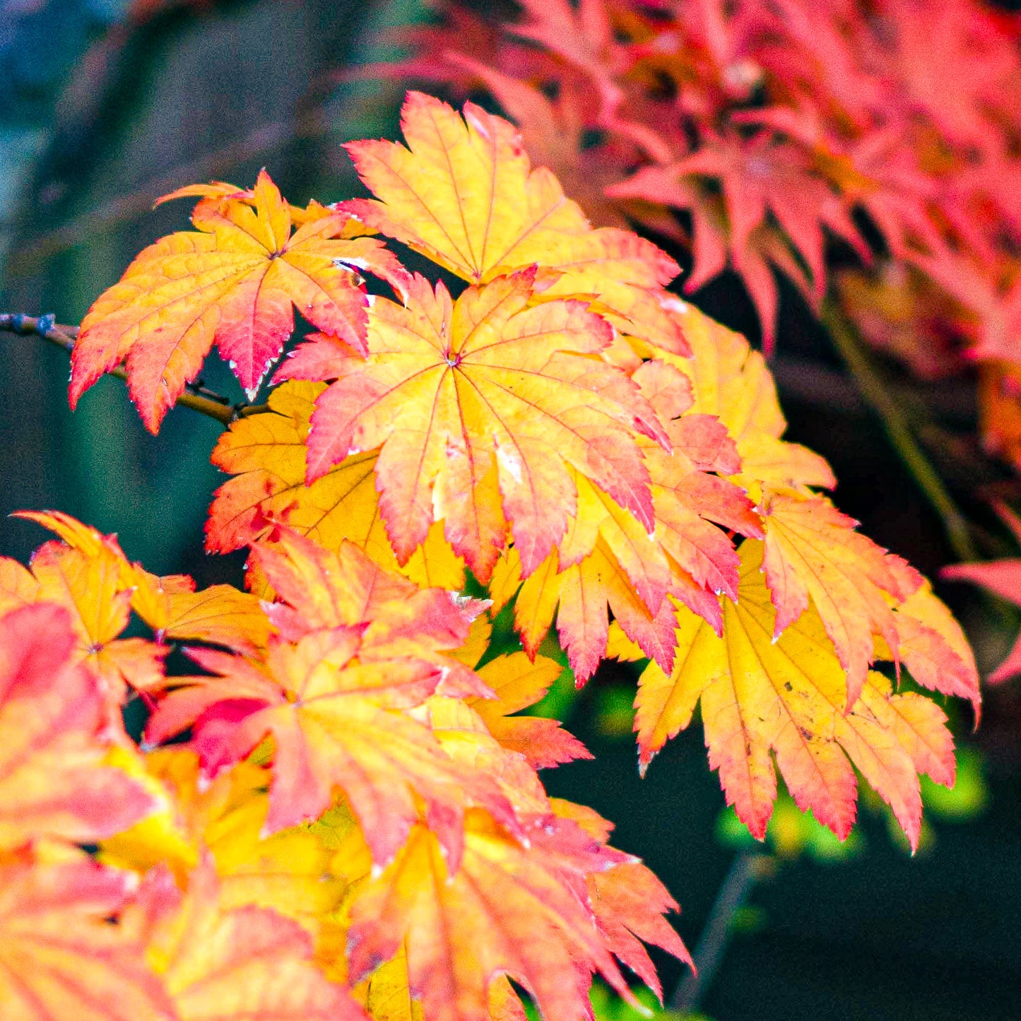 Acer Vitifolium