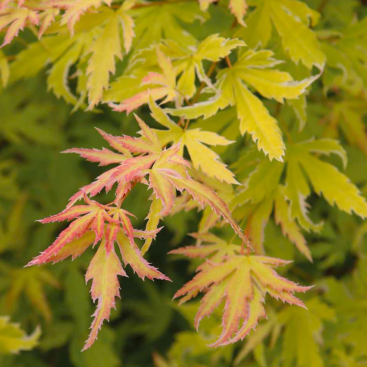 Acer Metamorphosa