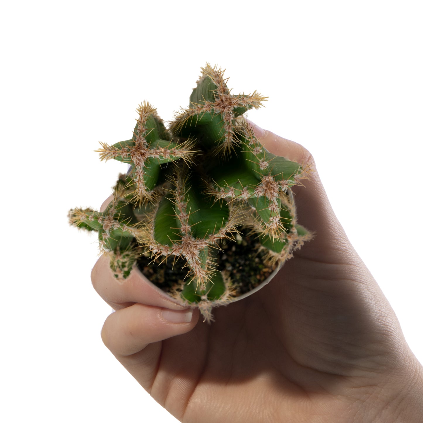 Baby Plants - Cereus Peruvianus Florida