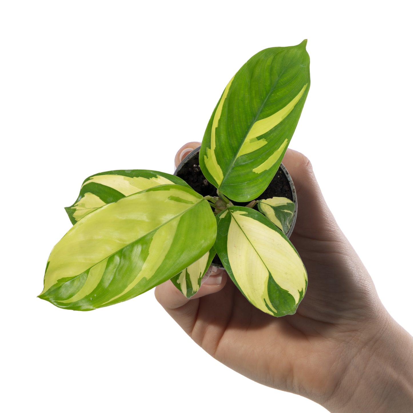 Baby Plants - Ctenanthe Golden Mosaic