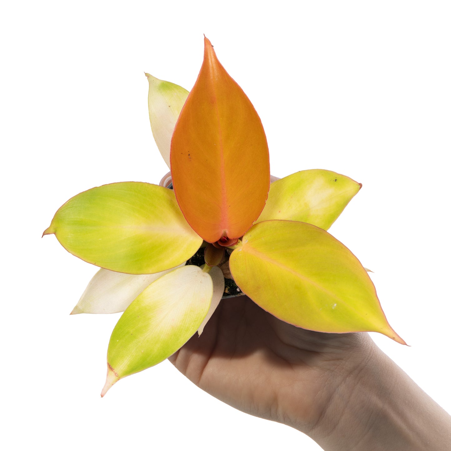 Baby Plants - Philodendron Orange