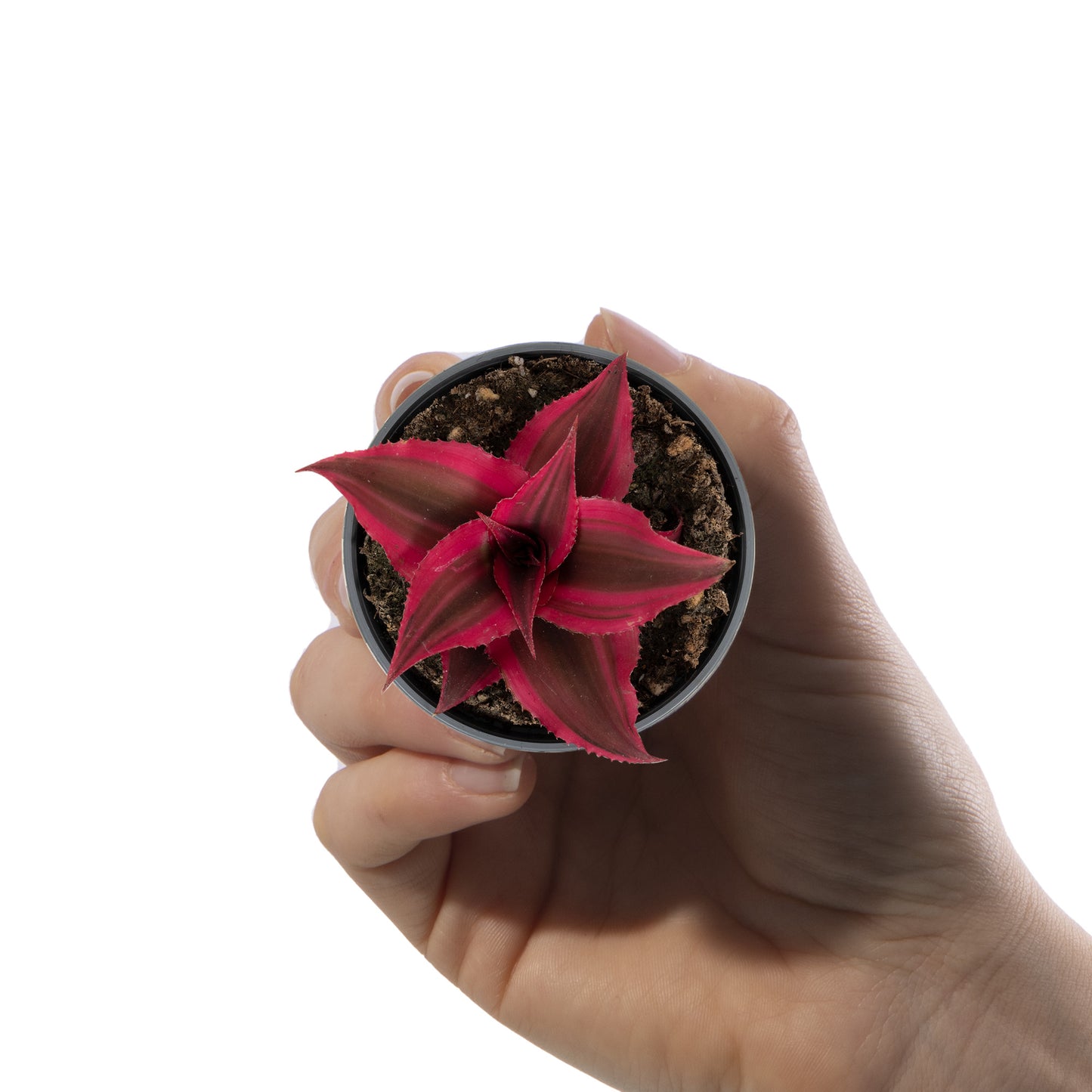 Baby Plants - Cryptanthus Ruby Star