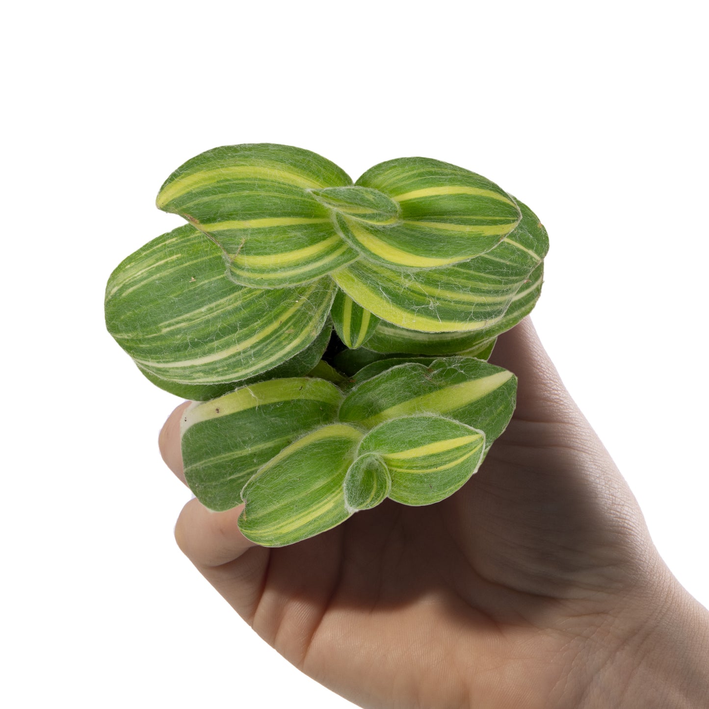 Baby Plants - Tradescantia Sillamontana Variegata