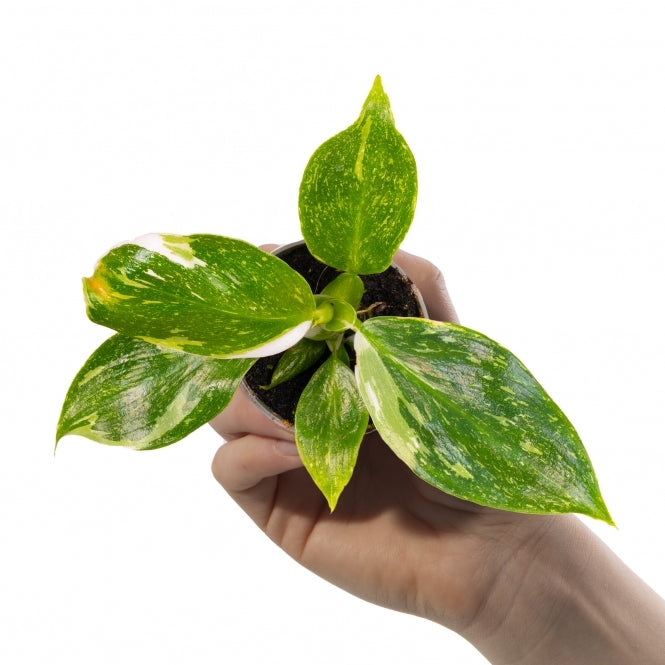 Baby Plants - Philodendron White Princess