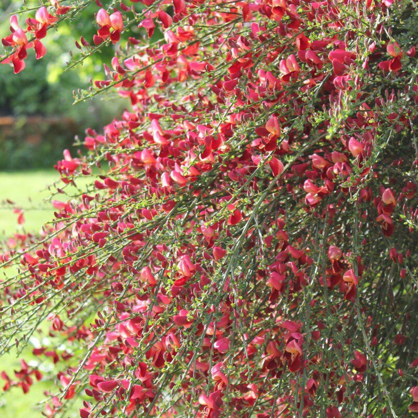 Cytisus Red Favourite