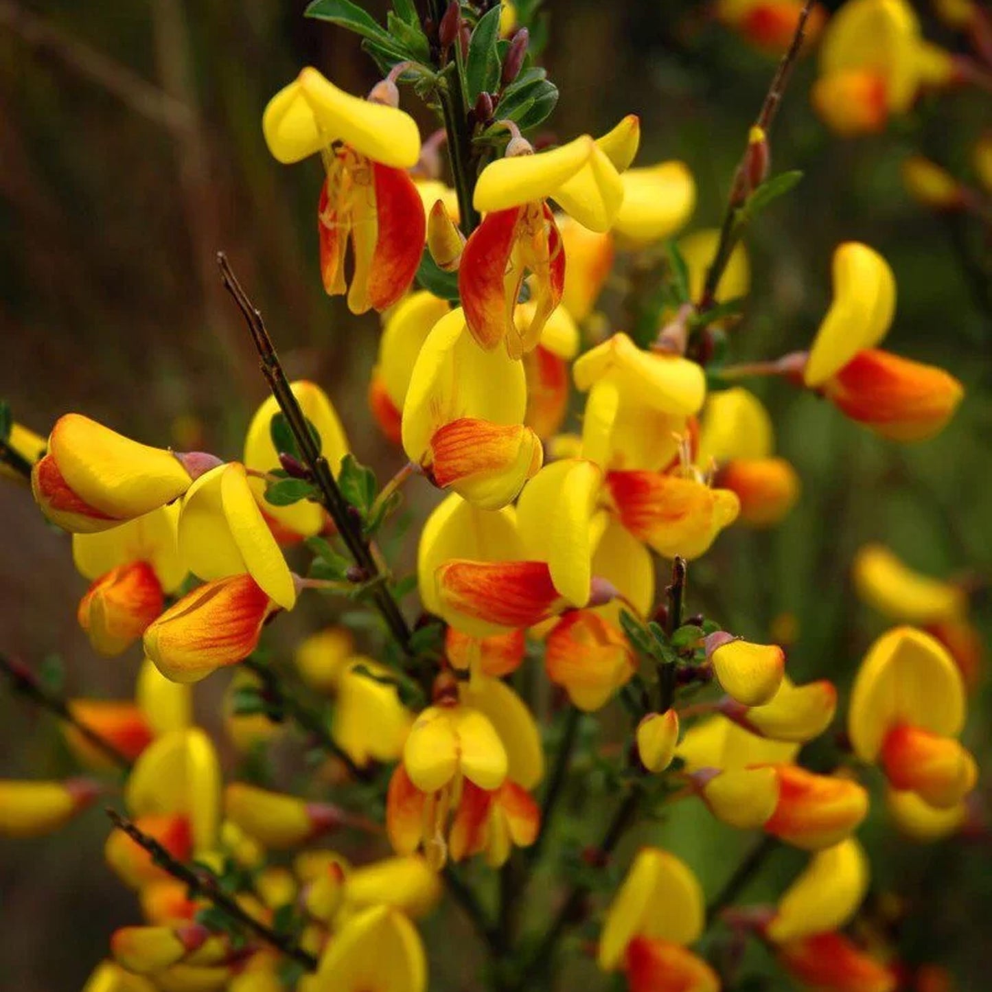 Cytisus Splendens