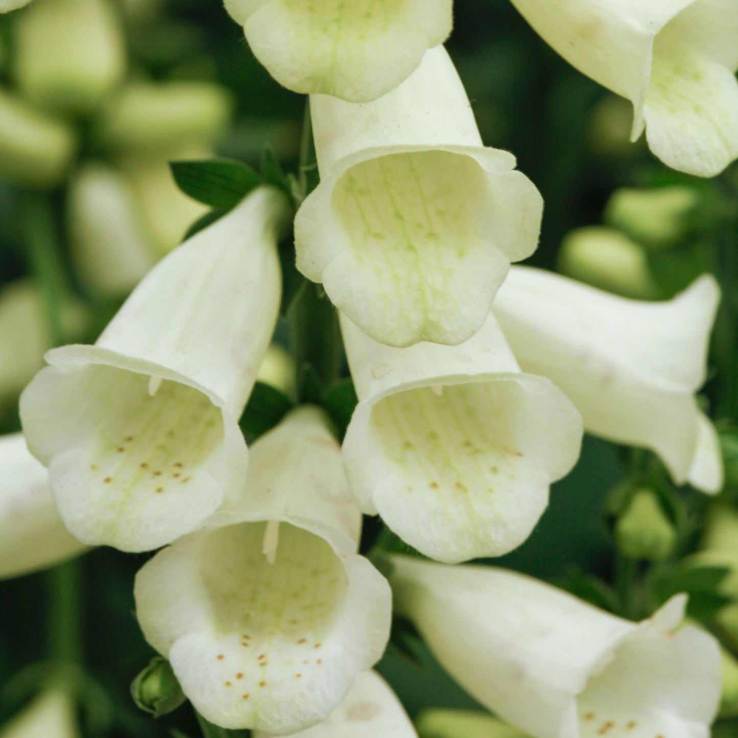 Digitalis Lucas White
