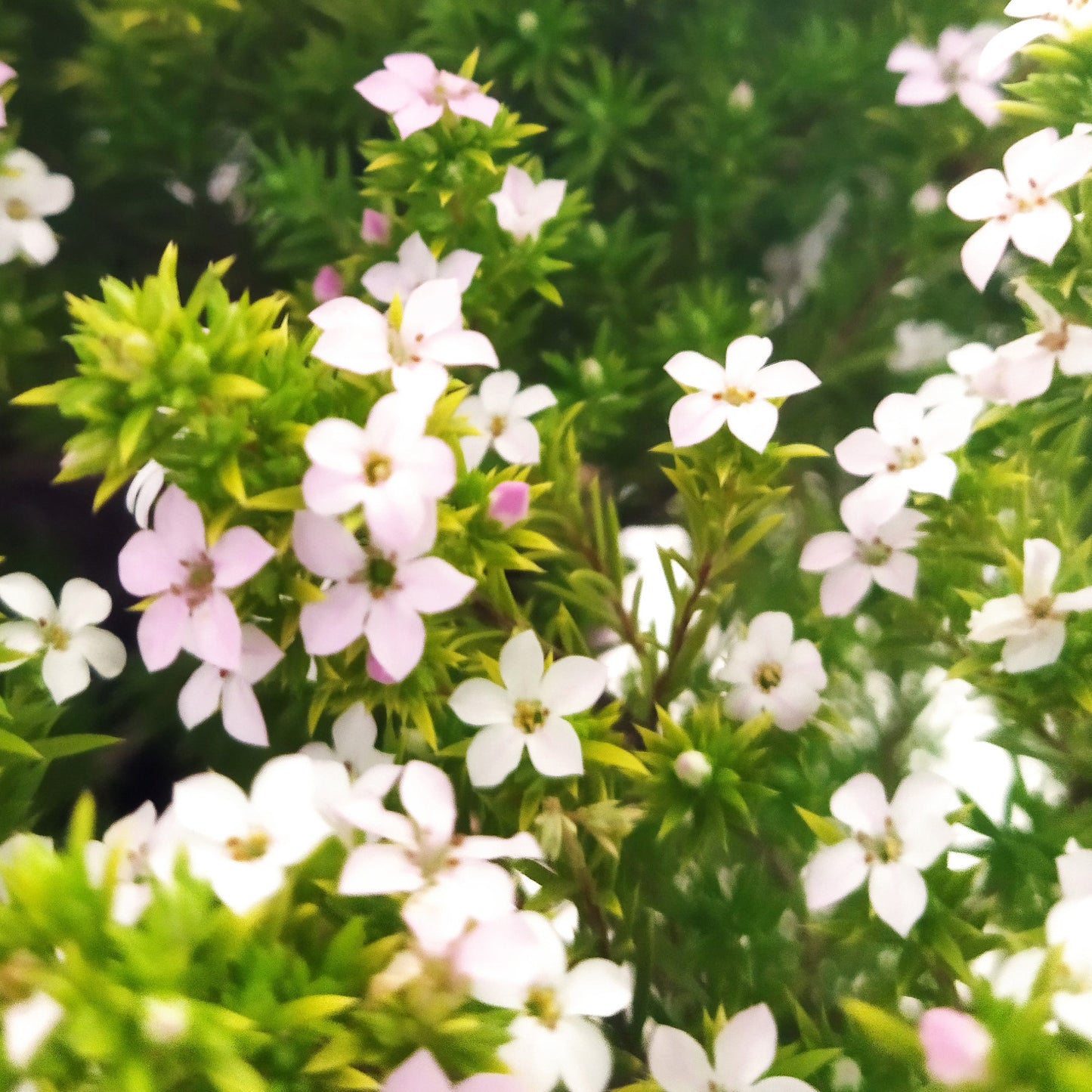 Diosma Sunset Gold
