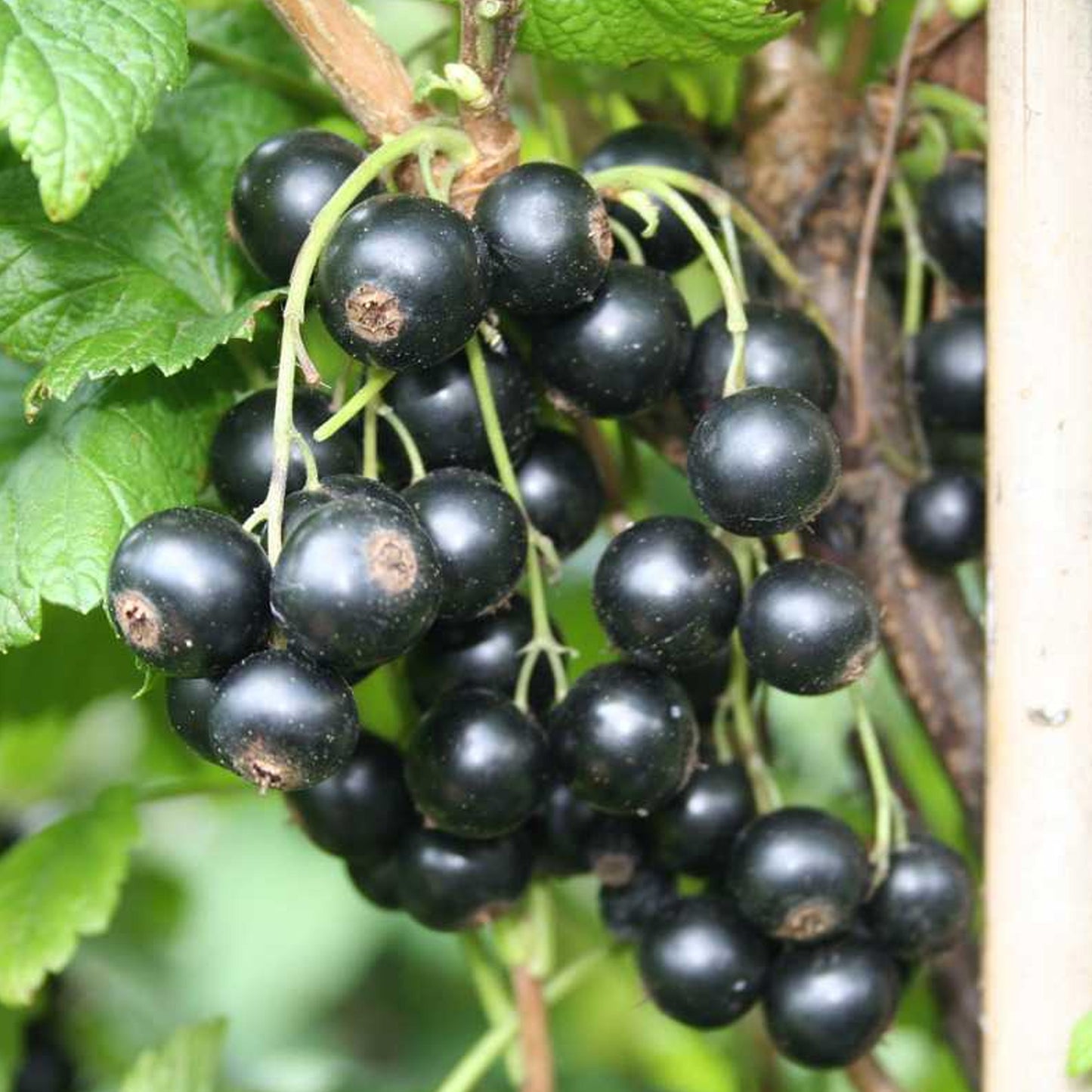 Blackcurrant Little Black Sugar