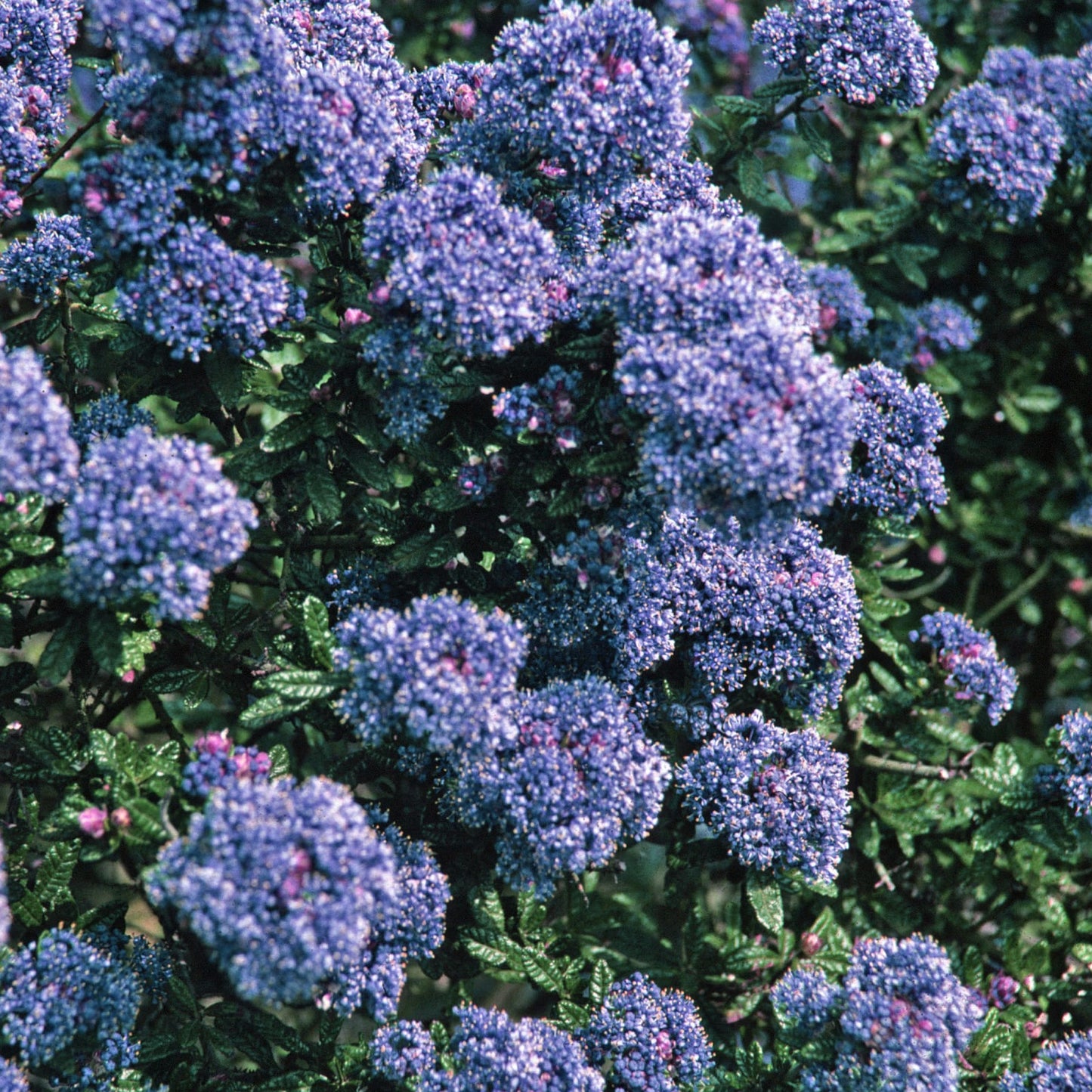 Ceanothus Puget Blue Patio Tree