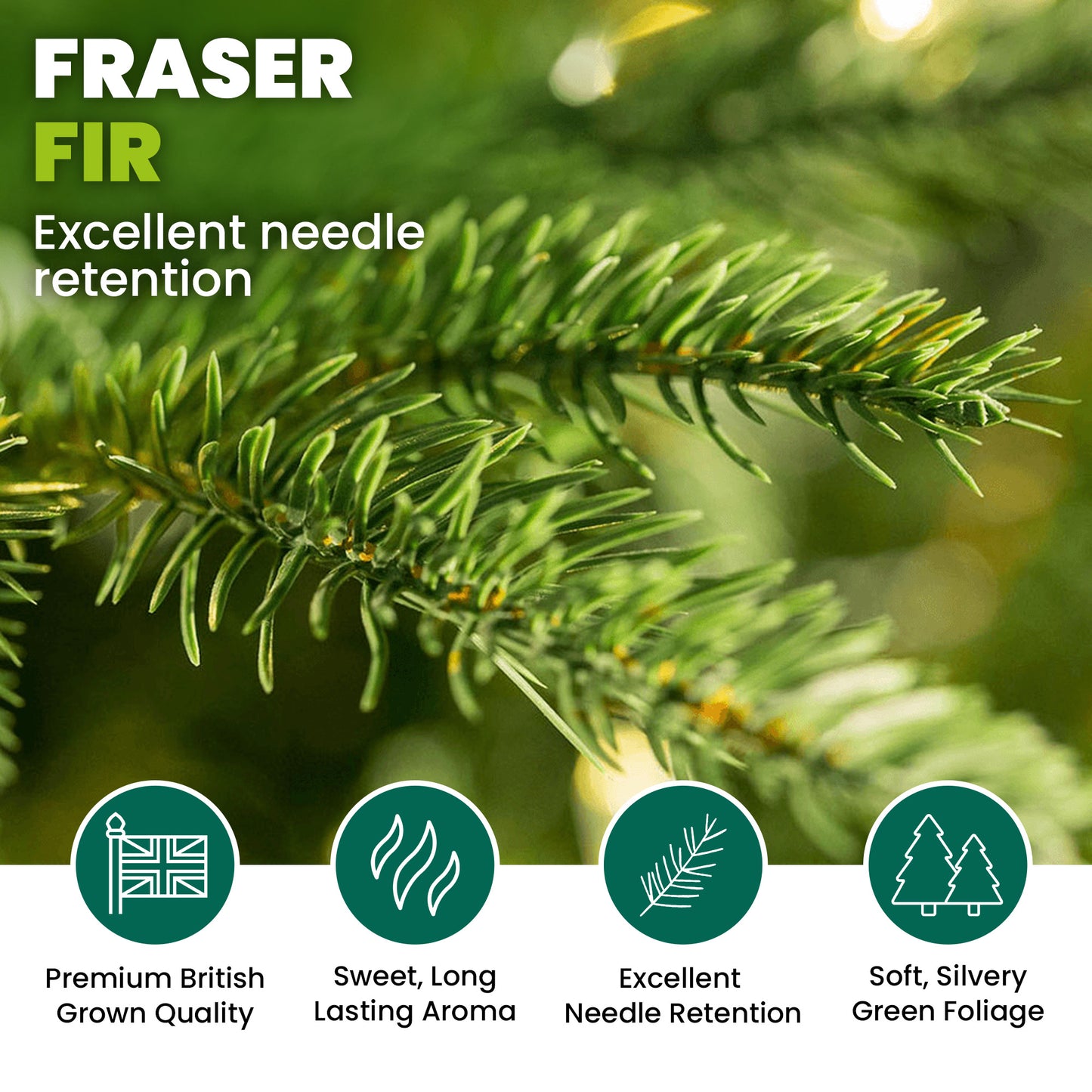 Fraser Fir Pot Grown Christmas Trees
