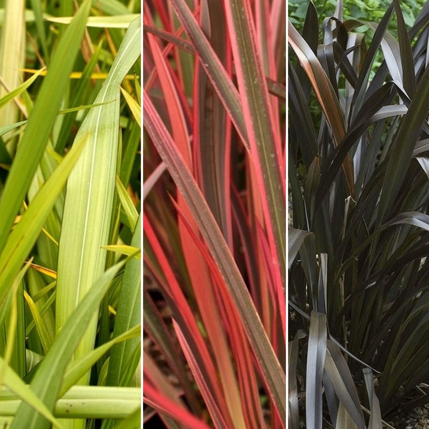 Phormium Mix (9cm, Pack of 3)