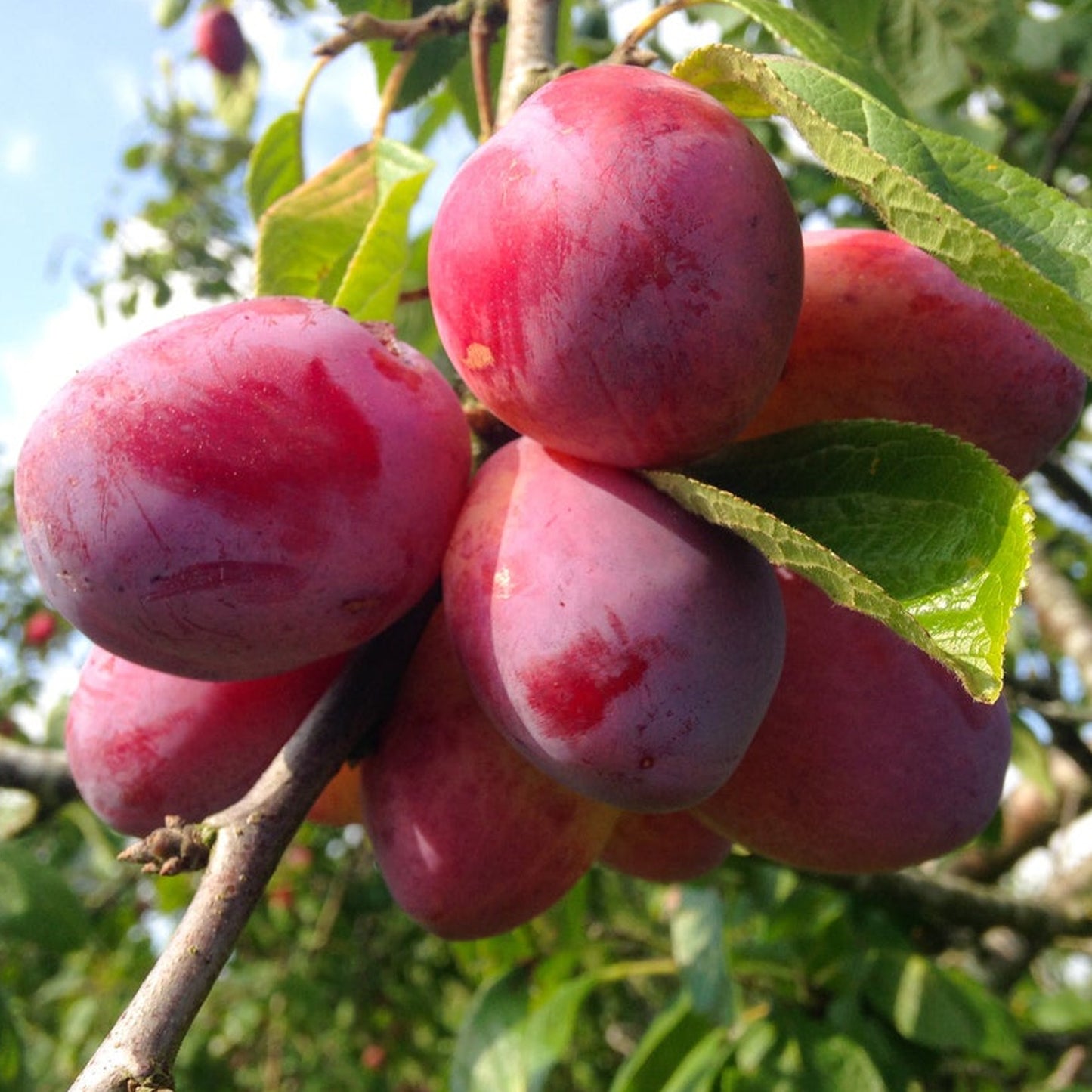 Plum Victoria Tree (7.5L, 4-5ft)