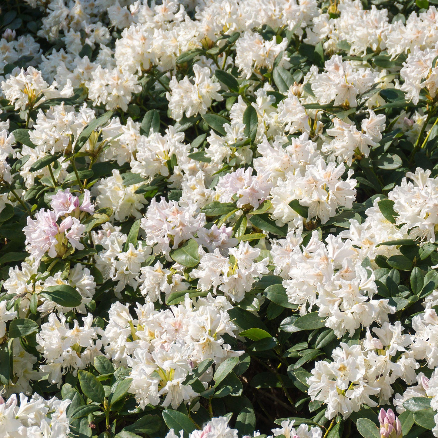 Rhododendron Cunninghams White